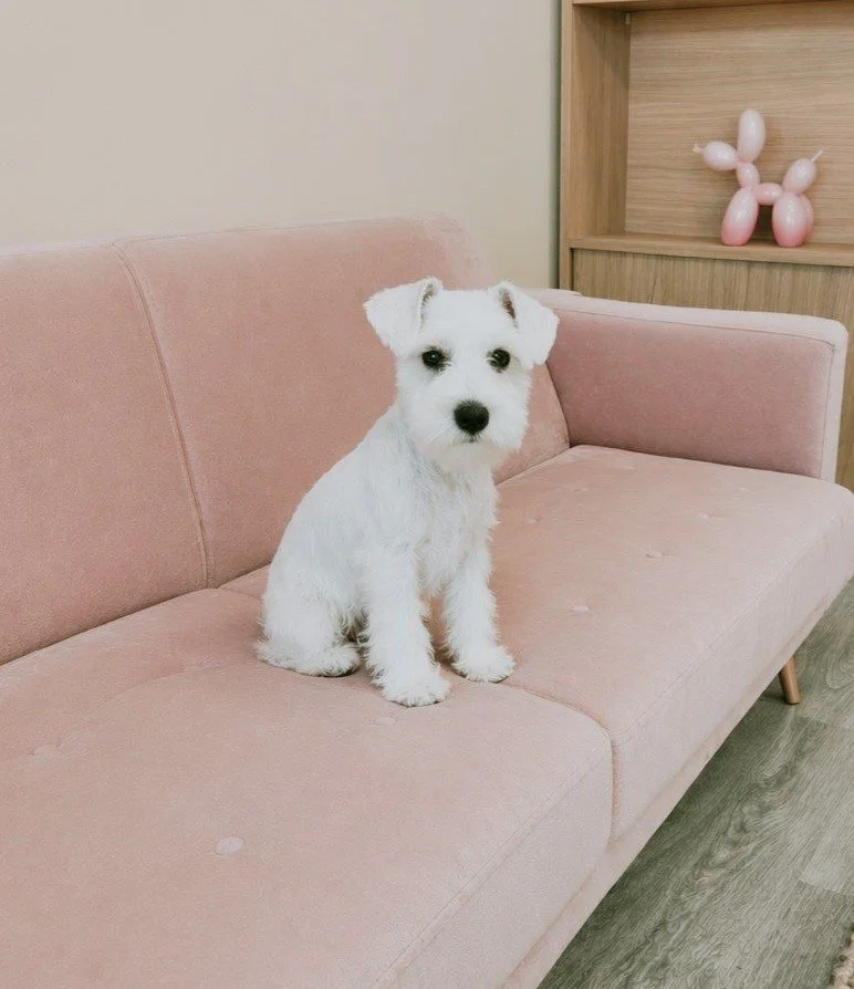 Ein kleiner weißer Hund sitzt auf einem rosa Sofa in einem Raum, im Hintergrund eine Holzwand mit einer dekorativen Ballon-Schafskulptur.