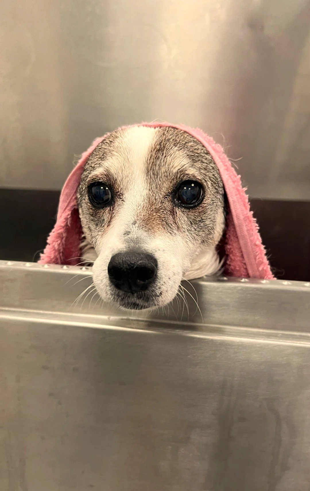 Ein kurzhaariger Hund mit einem rosa Handtuch um den Kopf schaut aus einer Hundebadewanne und erhält eine Thalasso-Behandlung.