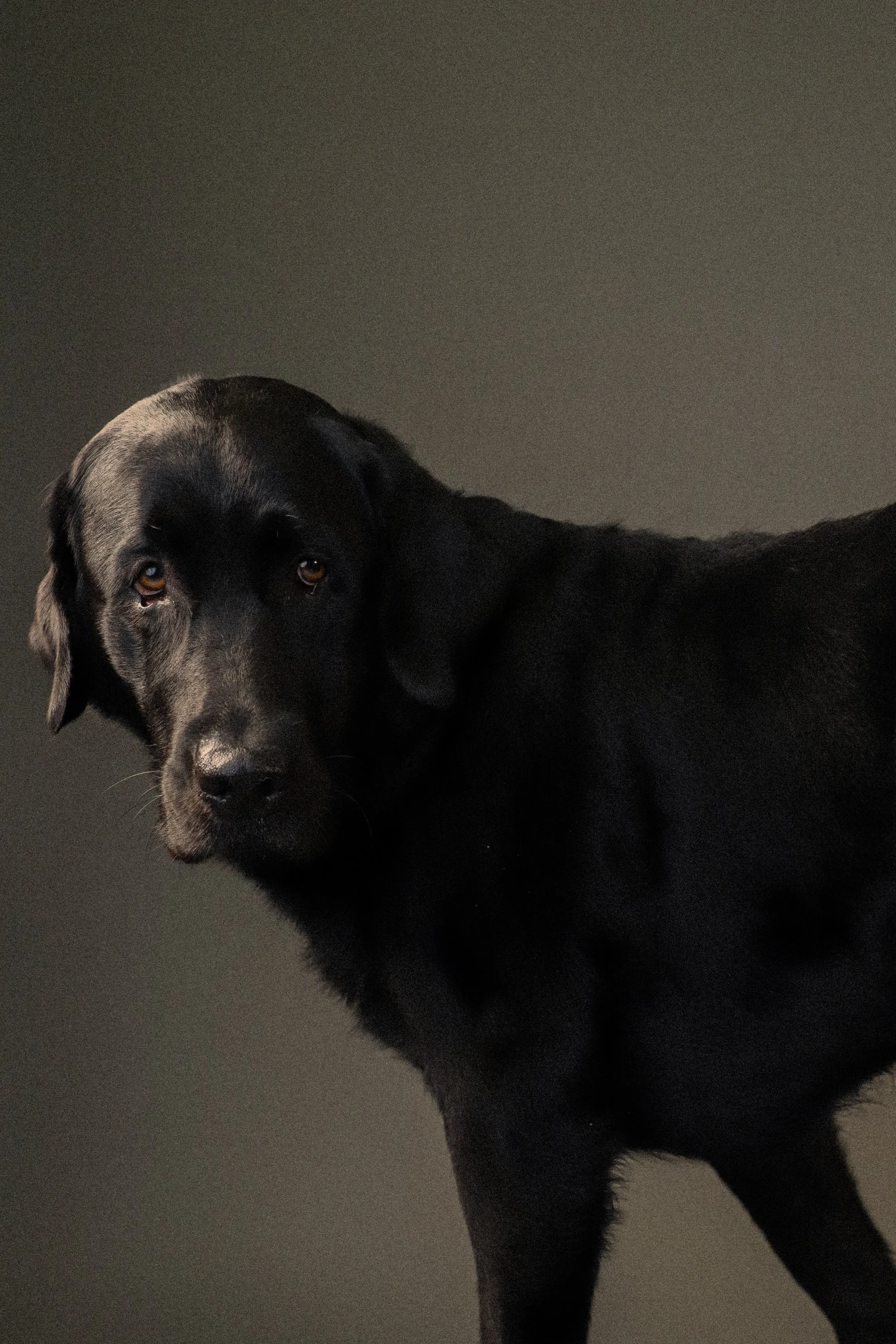 Ein schwarzer Labrador steht vor einem dunkelgrauen Hintergrund und schaut in die Kamera.
