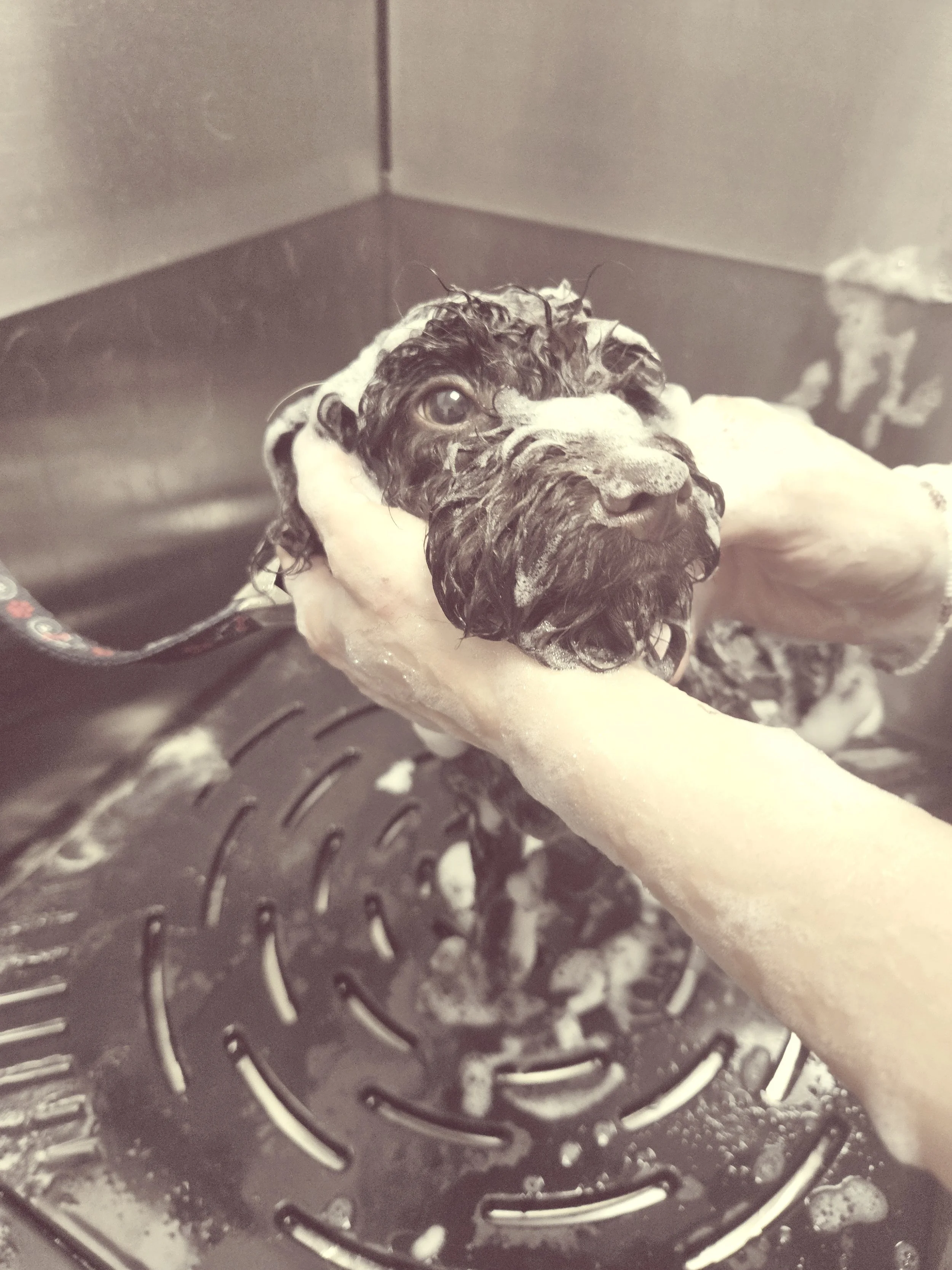 Kleiner nasser Hund wird in einer Badewanne gewaschen.