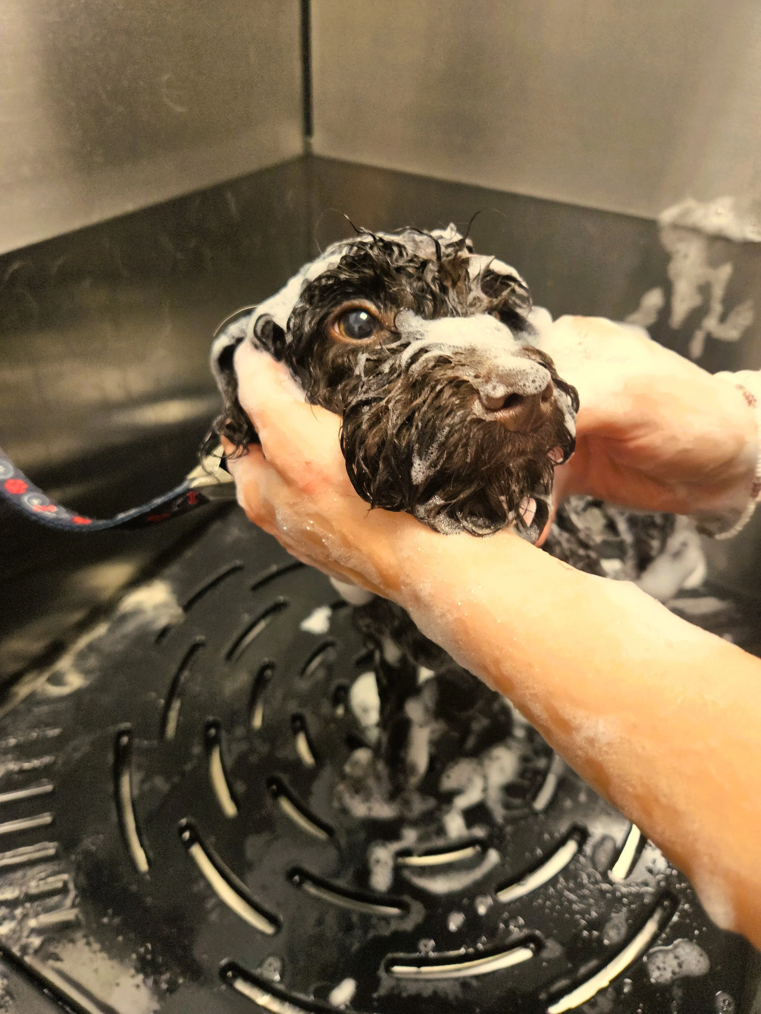 Ein kleiner Hund wird in der Hundebadewanne mit Shampoo gewaschen. Er hat etwas Seife auf seinem Fell.