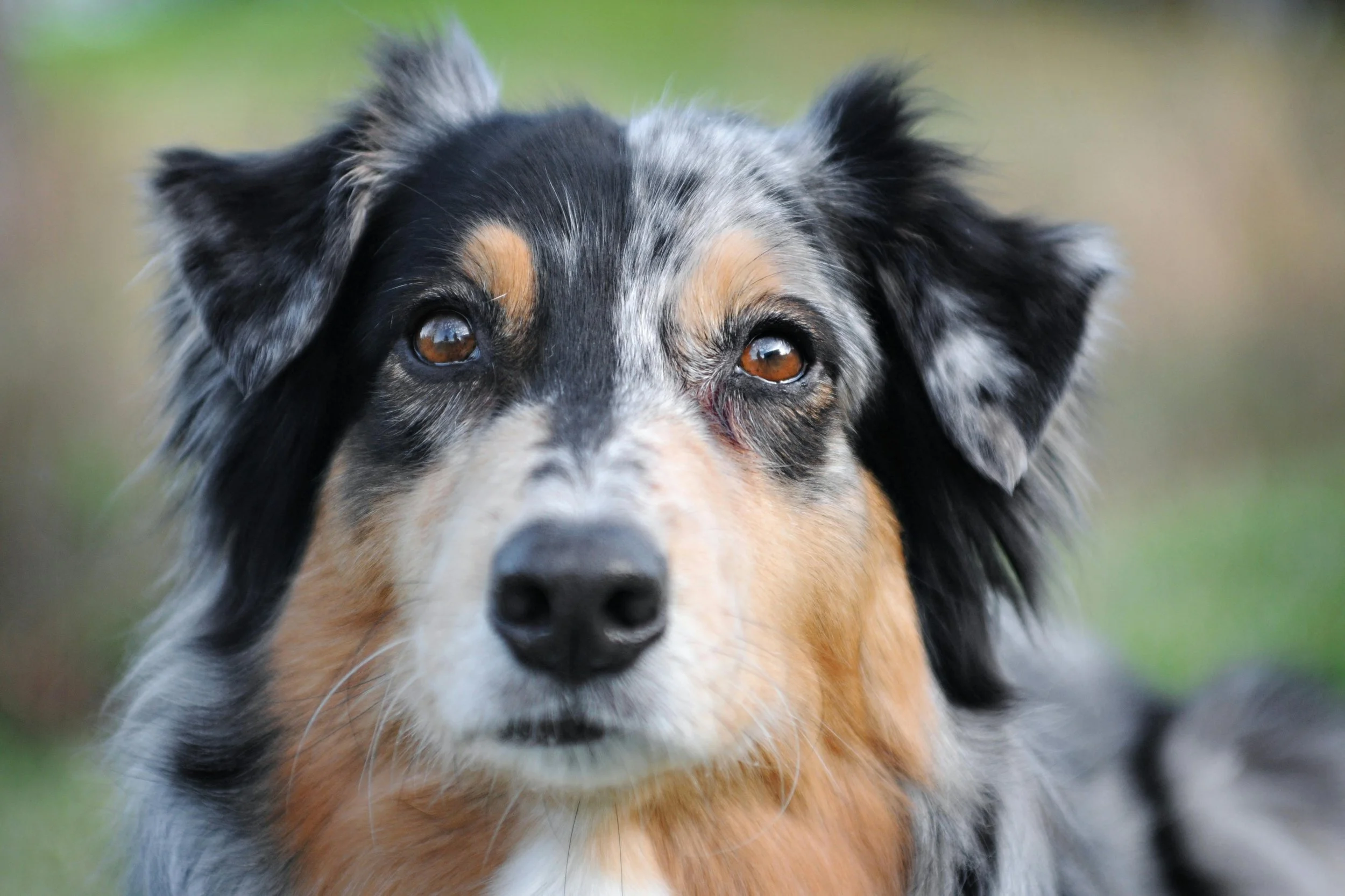 Border Collie mit braunen Augen