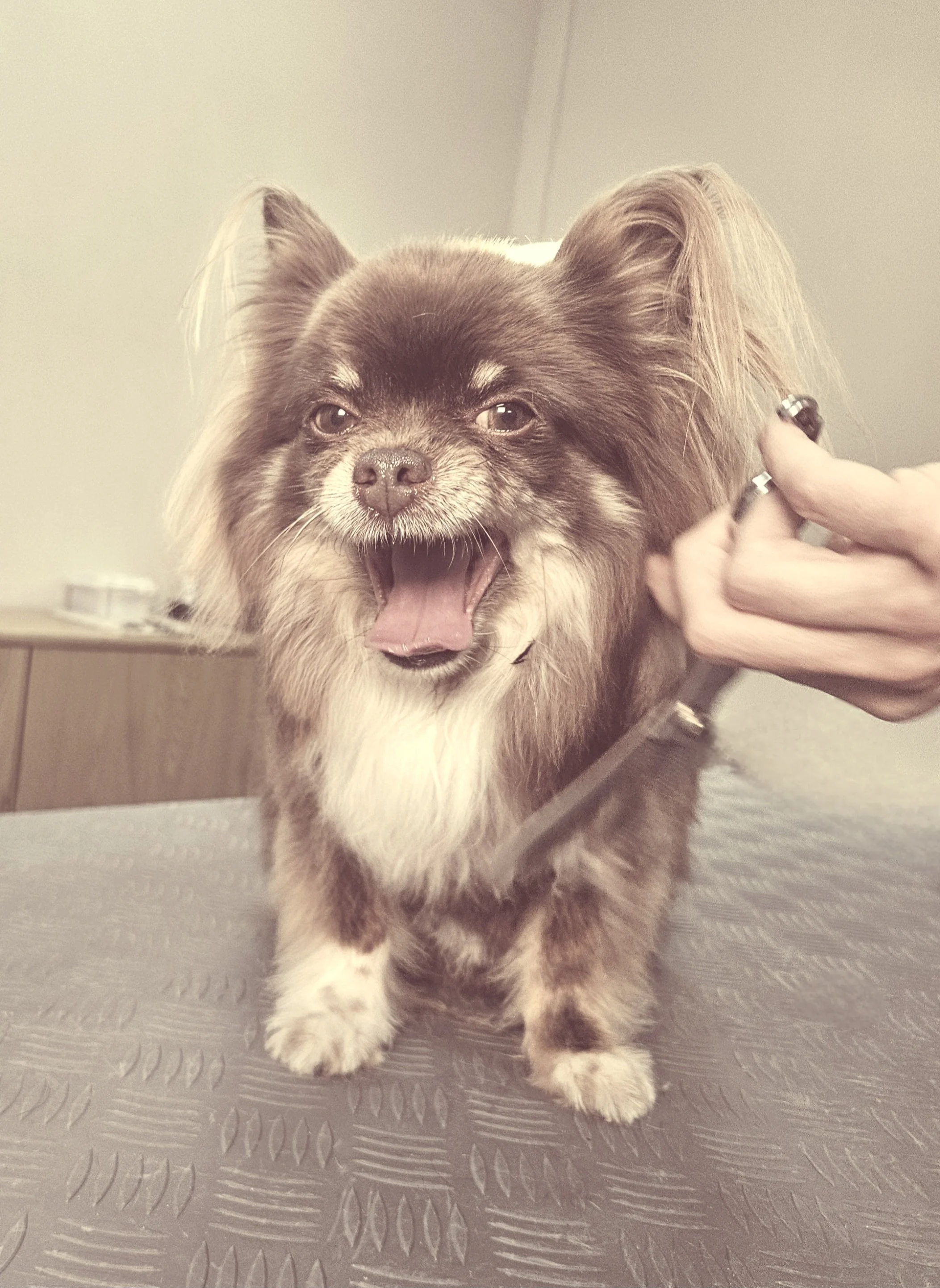 Ein kleiner brauner Hund, der auf einem grauen Boden steht, mit einem freundlichen Gesicht und leicht offenem Maul.