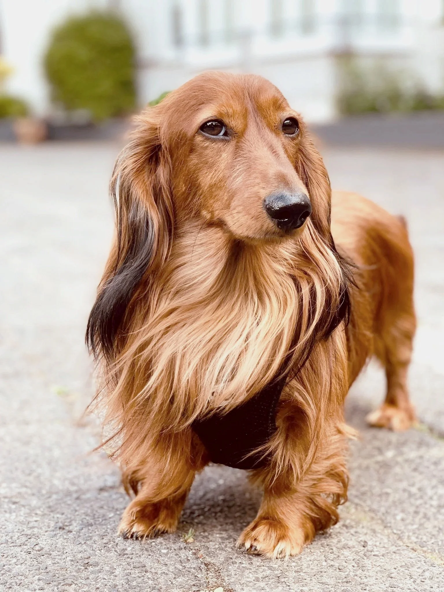 Hier sieht man unseren Langhaardackel "Oscar". Er ist unser Namensgeber und Geschäftsführer auf vier Pfoten. Seine Aufgaben: Für Fotos posieren und mit strengem Blick das Geschehen im Salon beobachten.
