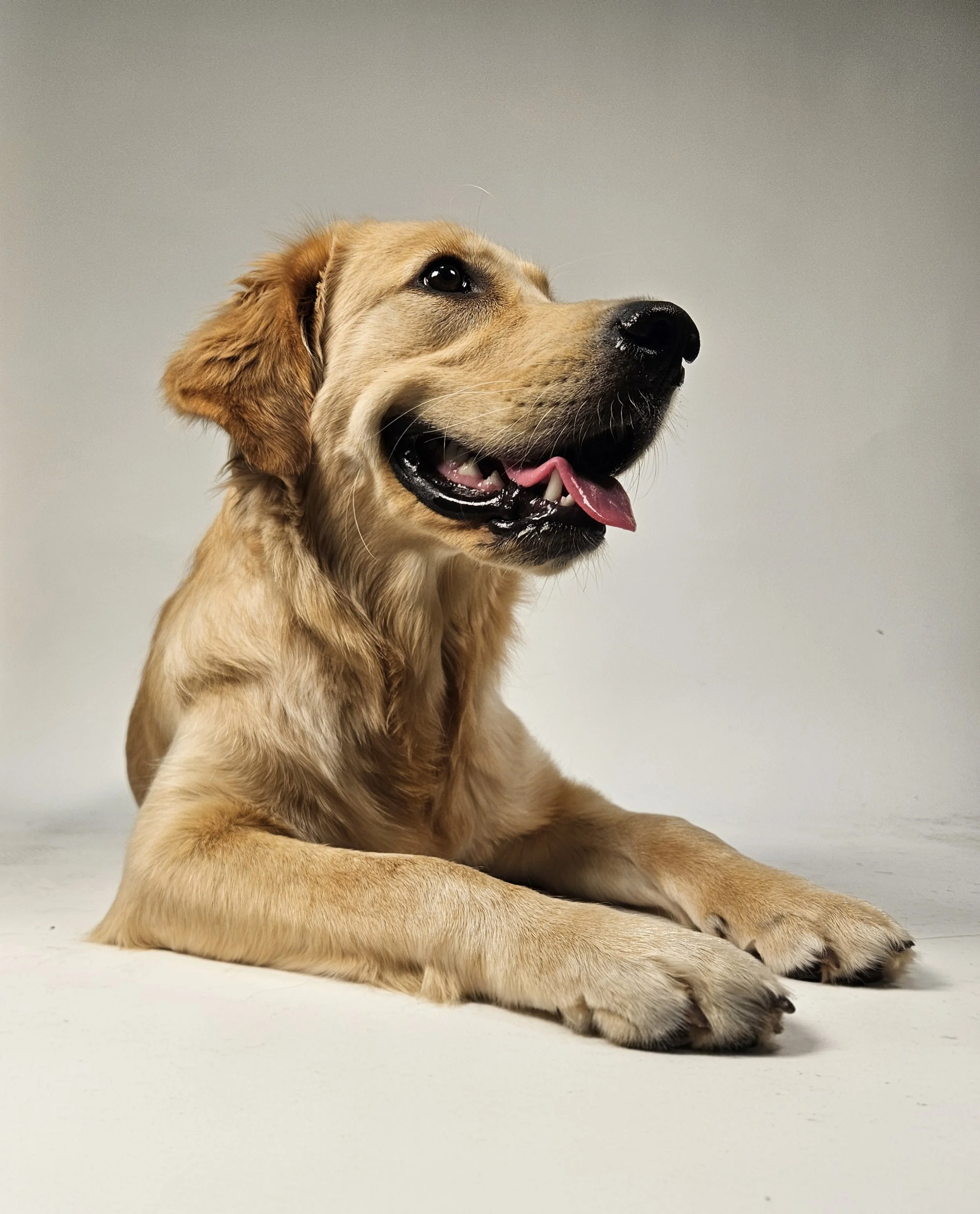Ein junger Golden Retreiver mit beigem Fell liegt auf dem Boden und schaut glücklich.