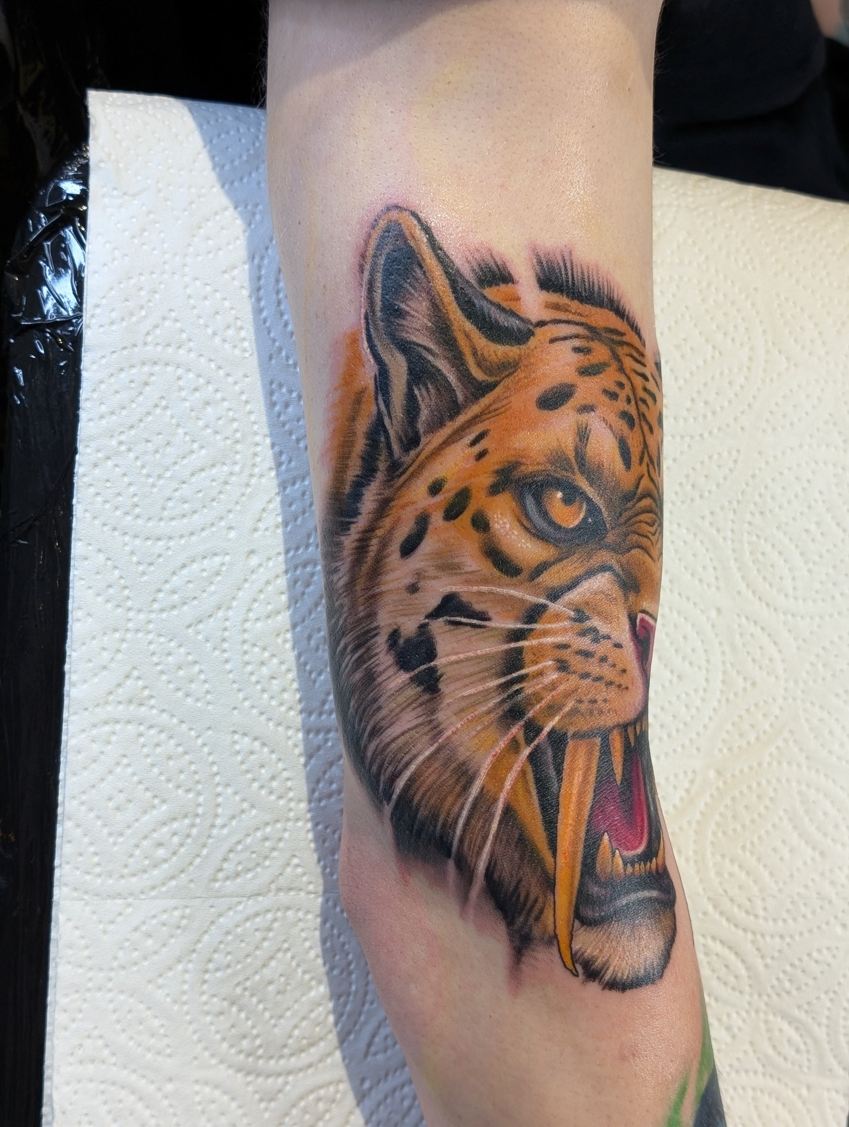 Sabertooth Leopard 1.jpg