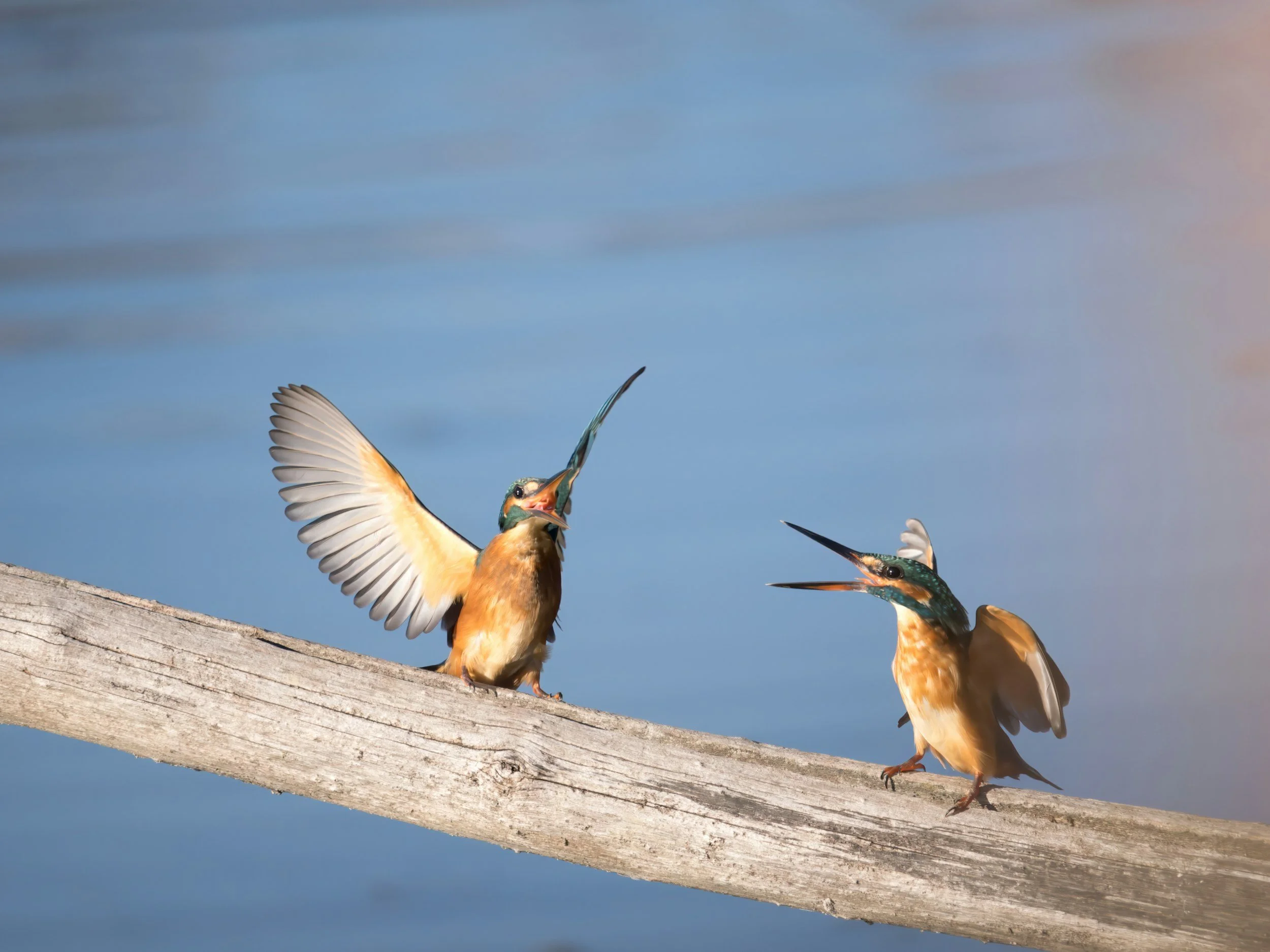 Zwei bunte Vögel, die auf einem Holzstamm am Wasser sitzen, mit offenem Schnabel, einer zeigt Flügel, gegen blauen Himmel