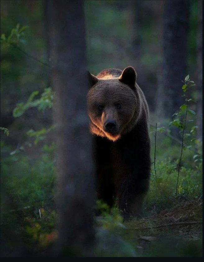 Nourrir l’ours ou distraire le singe