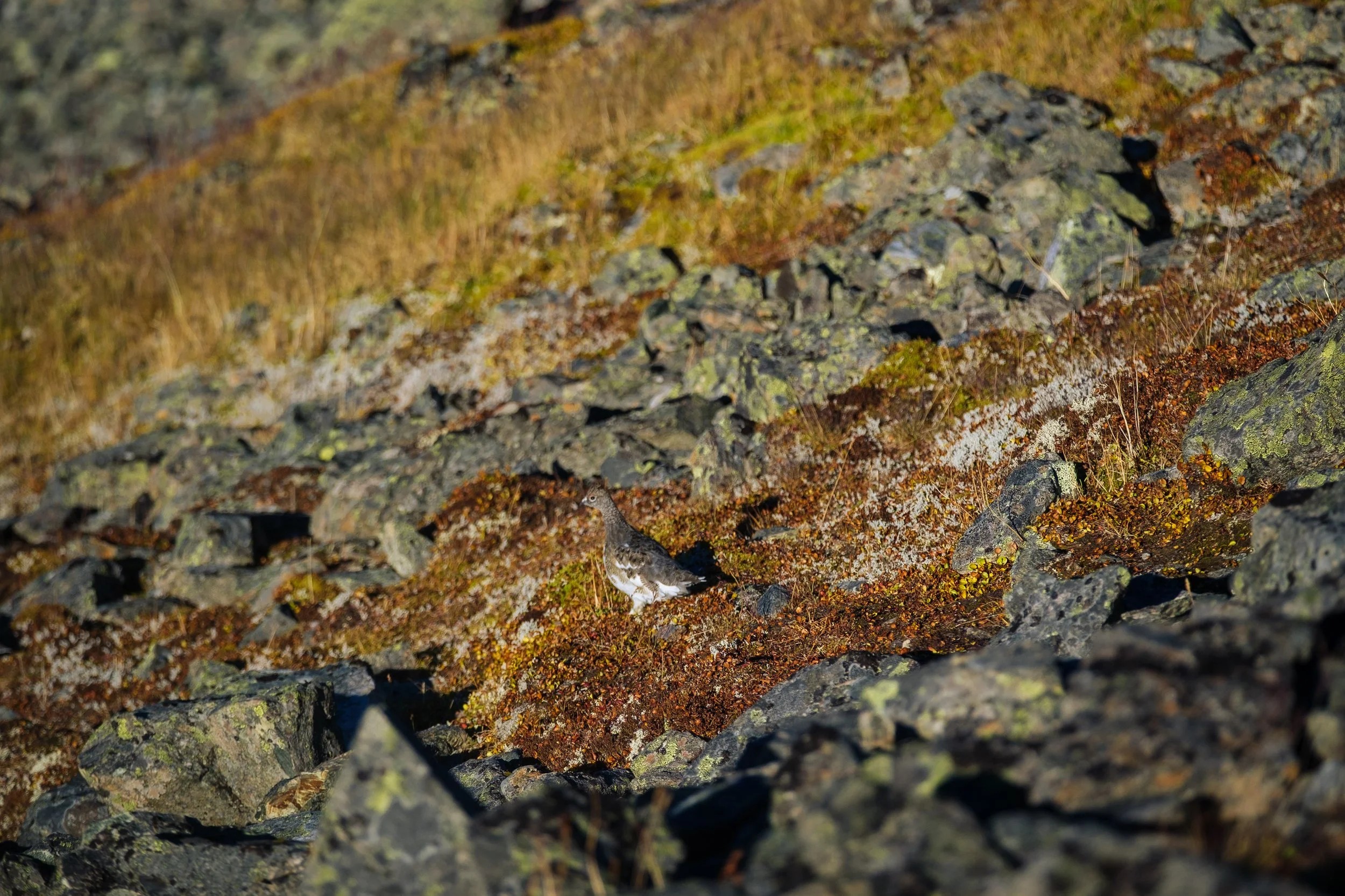 En fugl som står på en steinete og mosekledd fjellbakke med gress i bakgrunnen.