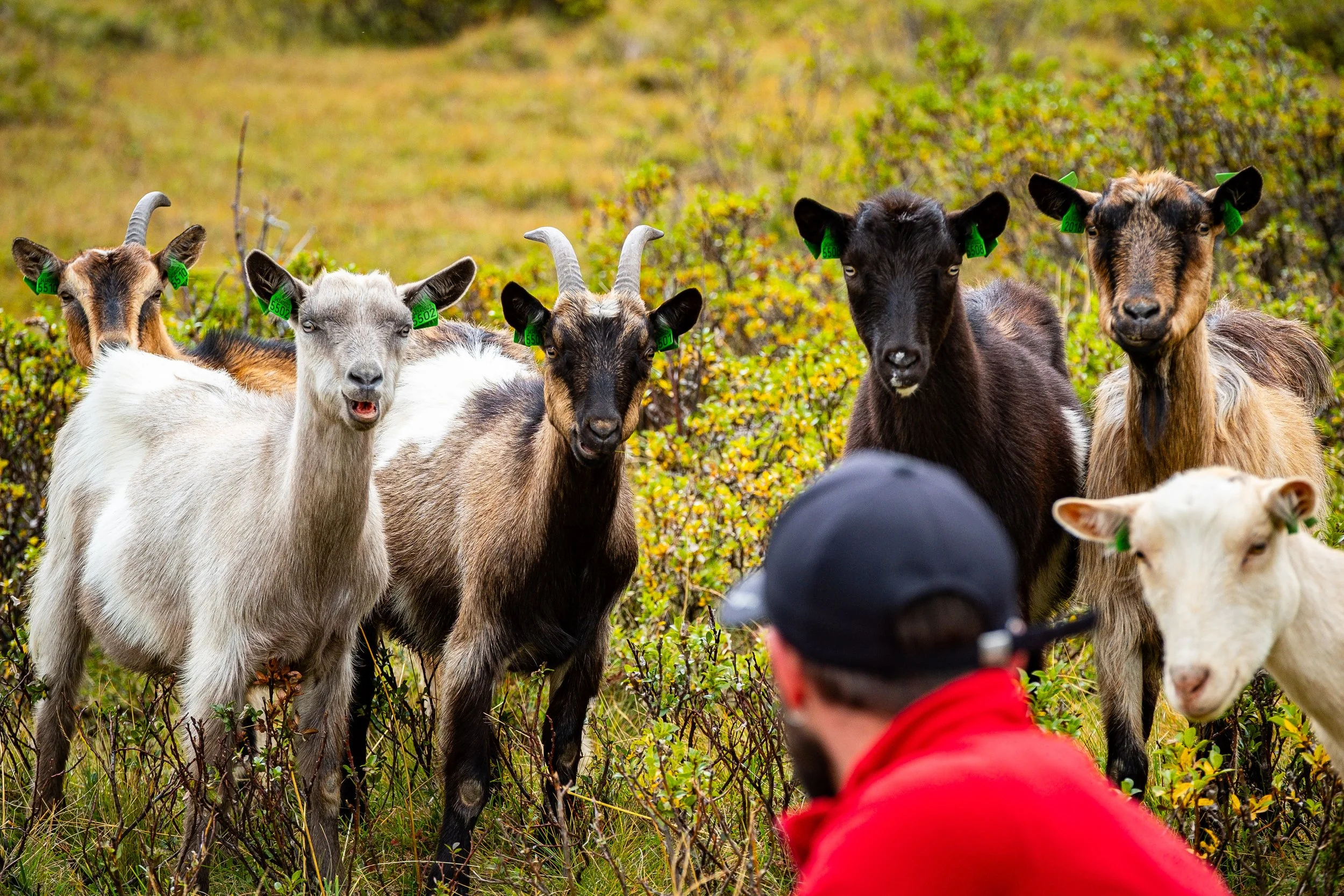 En gruppe geiter med forskjellige farger og horn, som står på en grønn buskete åsside, sett fra en person iført svart hatt og rød jakke som ser på dem.
