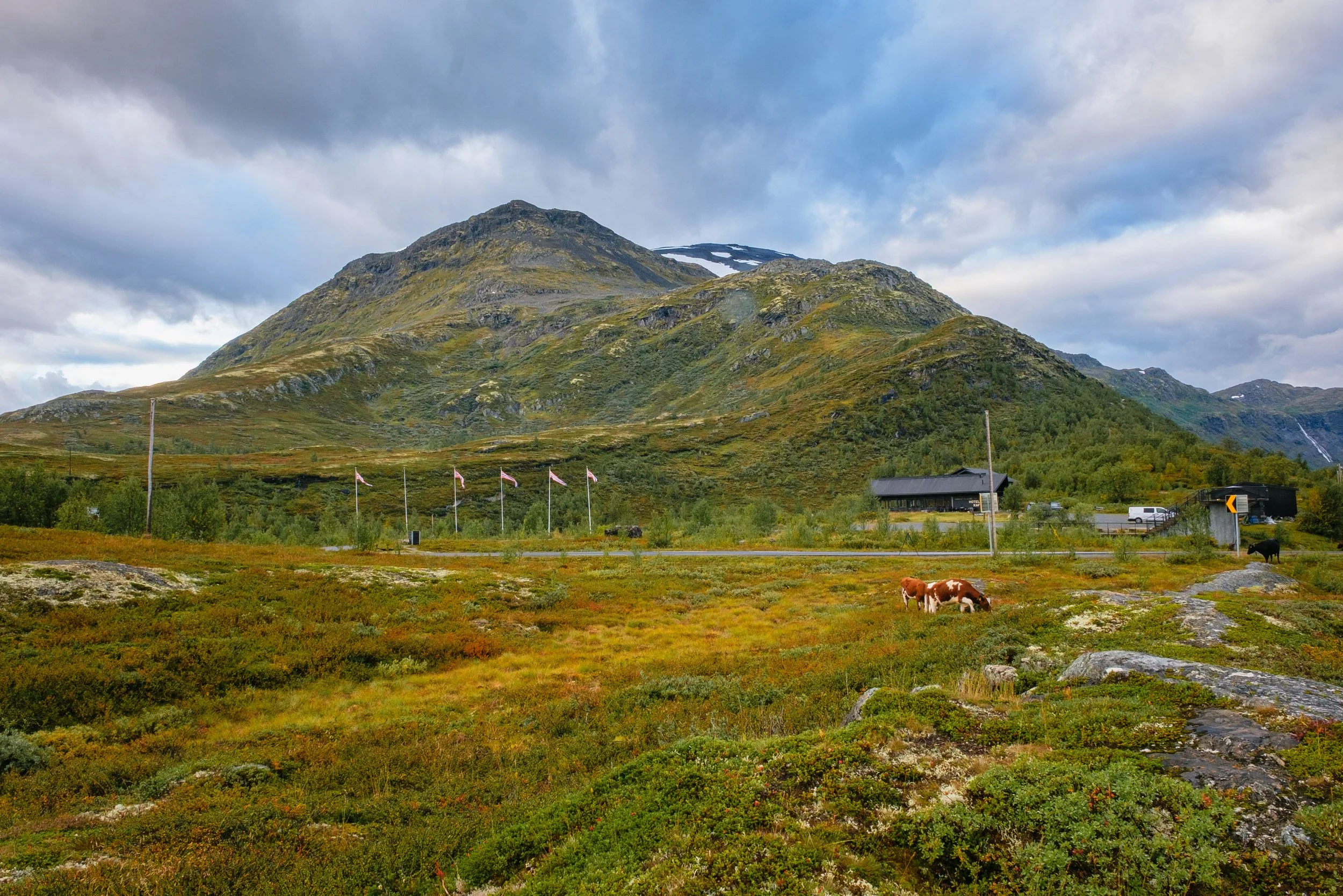 Fjell, grønt landskap, kuer, Jotunheimen Fjellstue, vei, skyer
