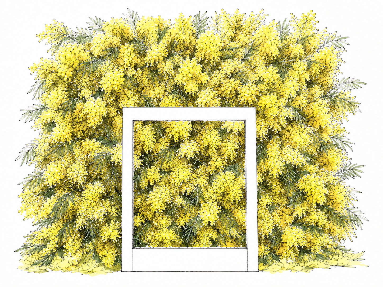 Grand mur de buissons de fleurs jaunes, avec une fenêtre blanche au centre.