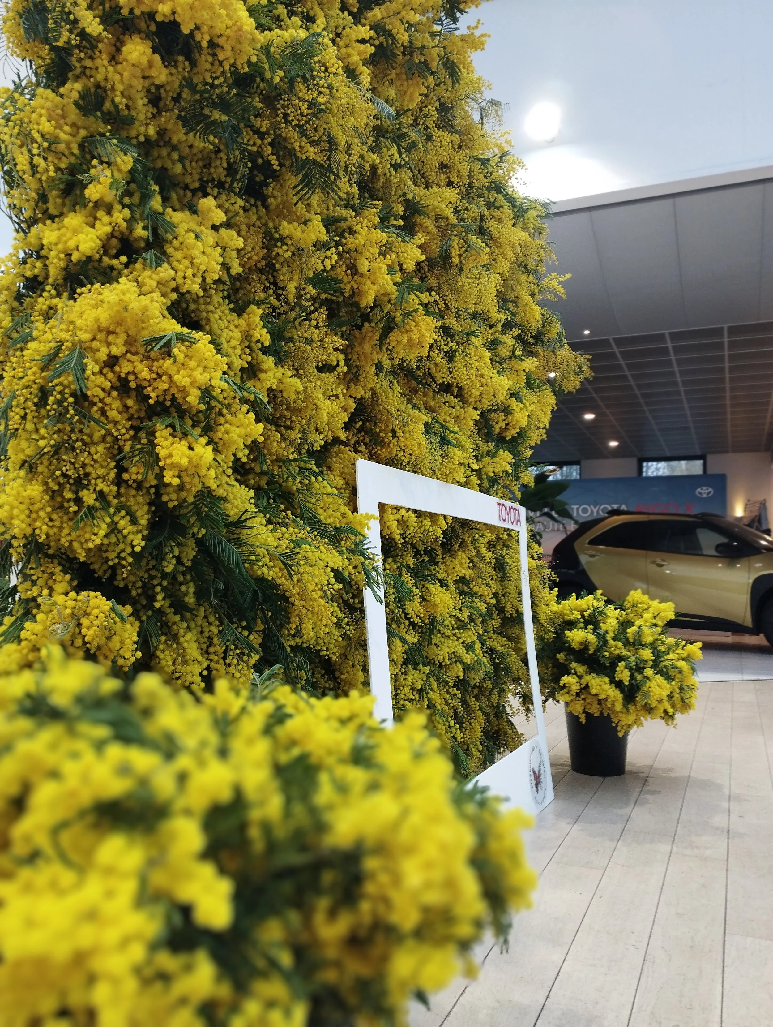 MIMOSA