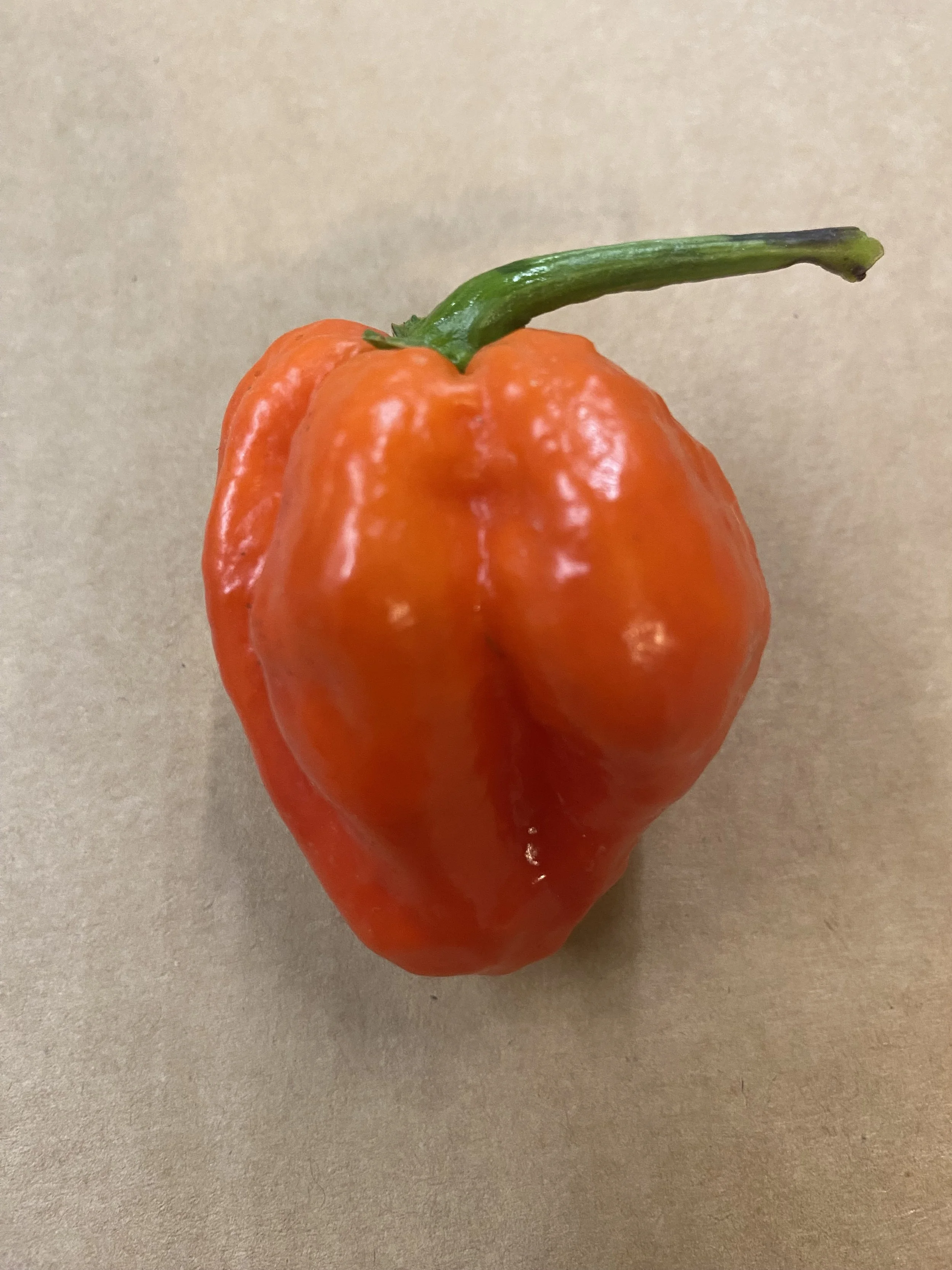 Habanero Chili