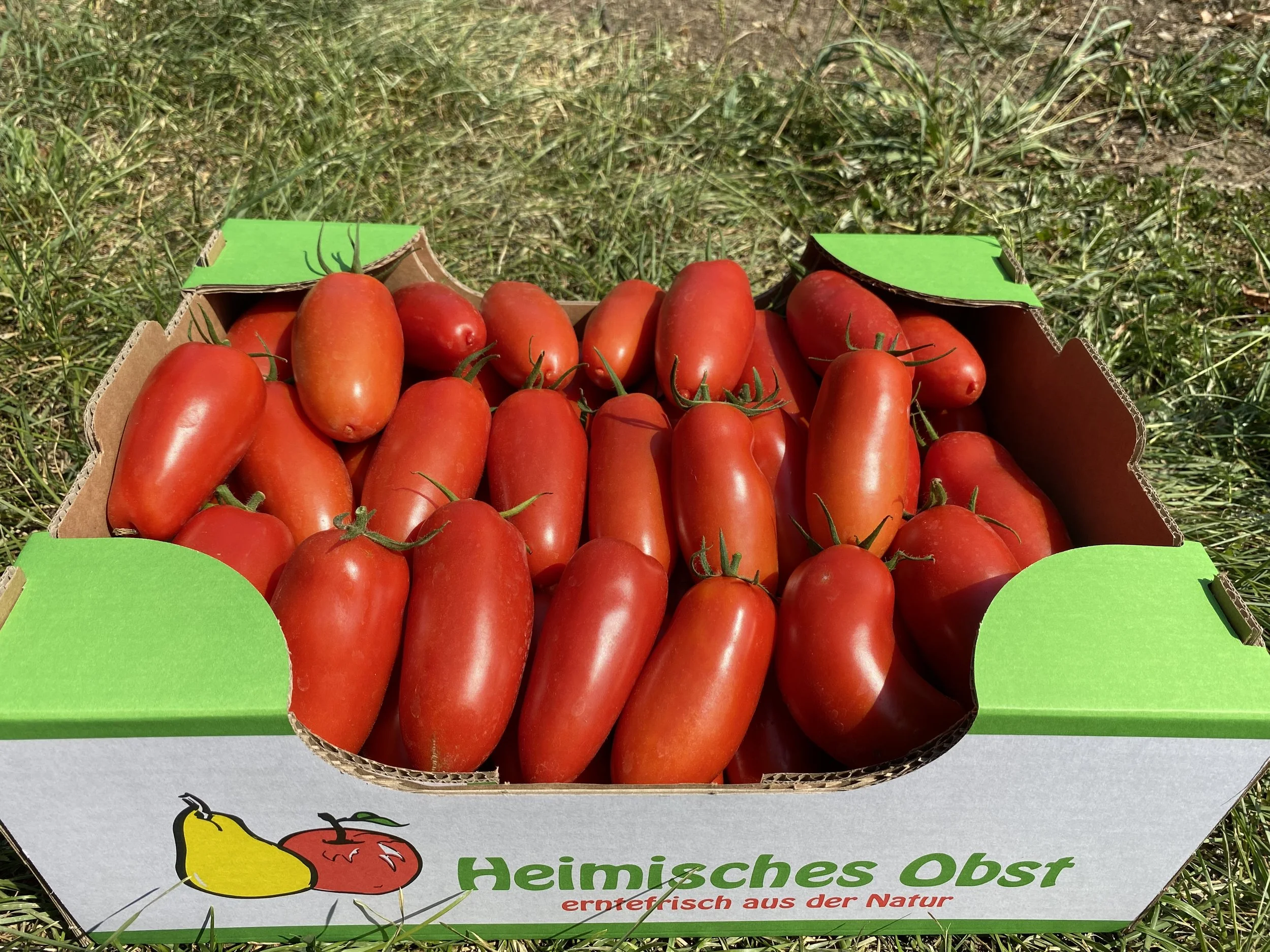 San Marzano Kiste (ca. 6kg)