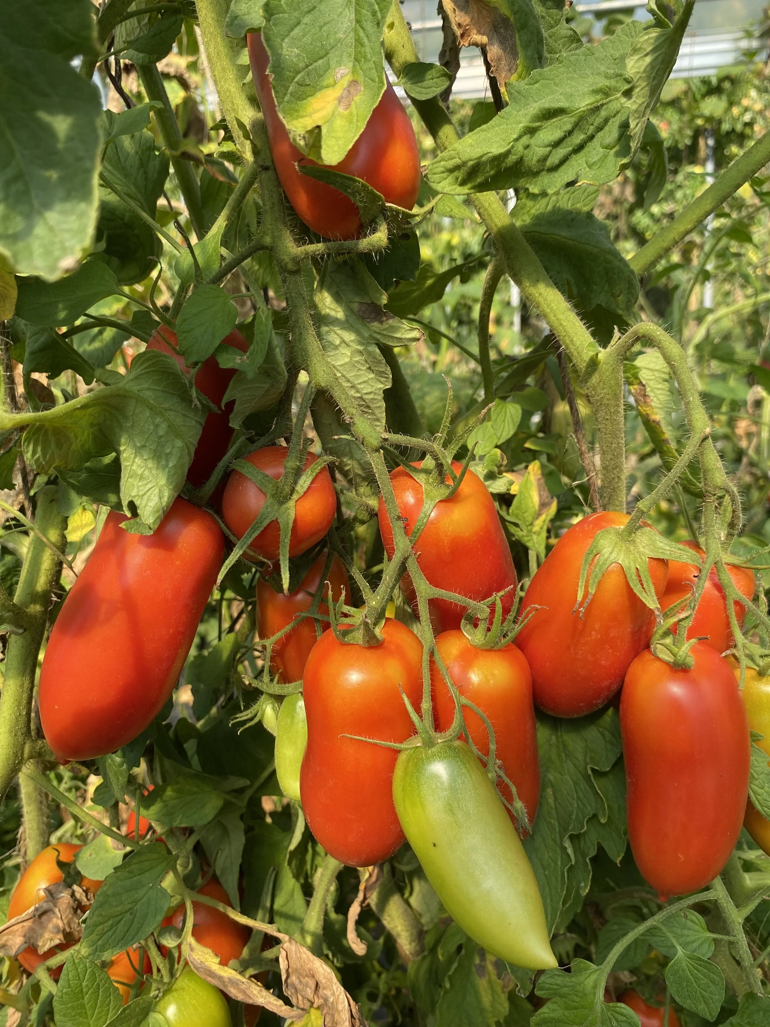 SanMarzanoTomaten.jpeg