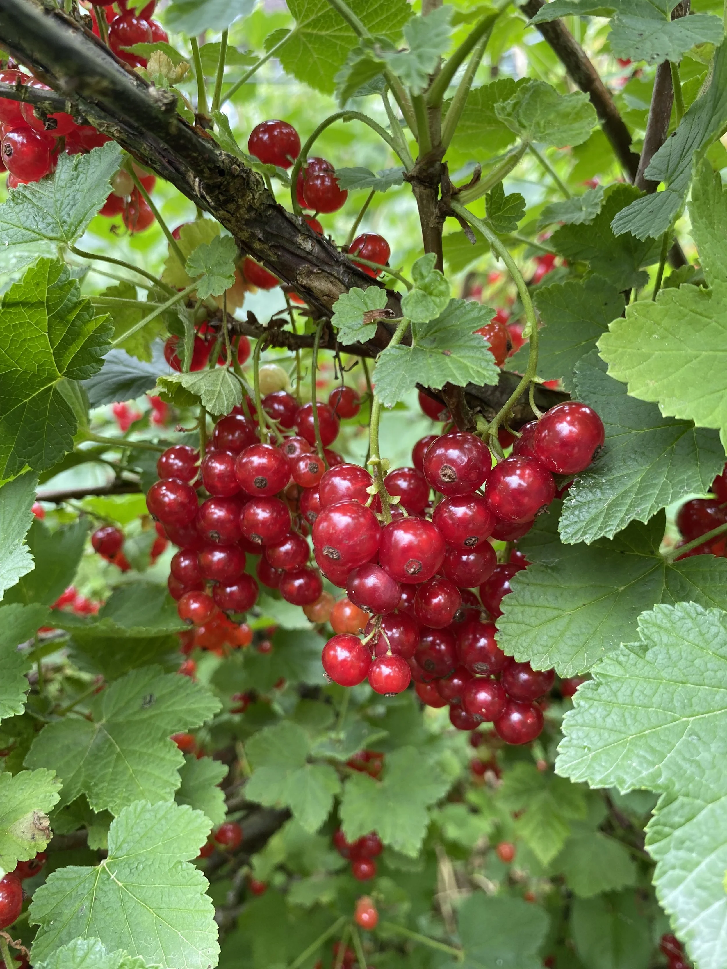 Johannisbeeren 16.06.26.jpeg