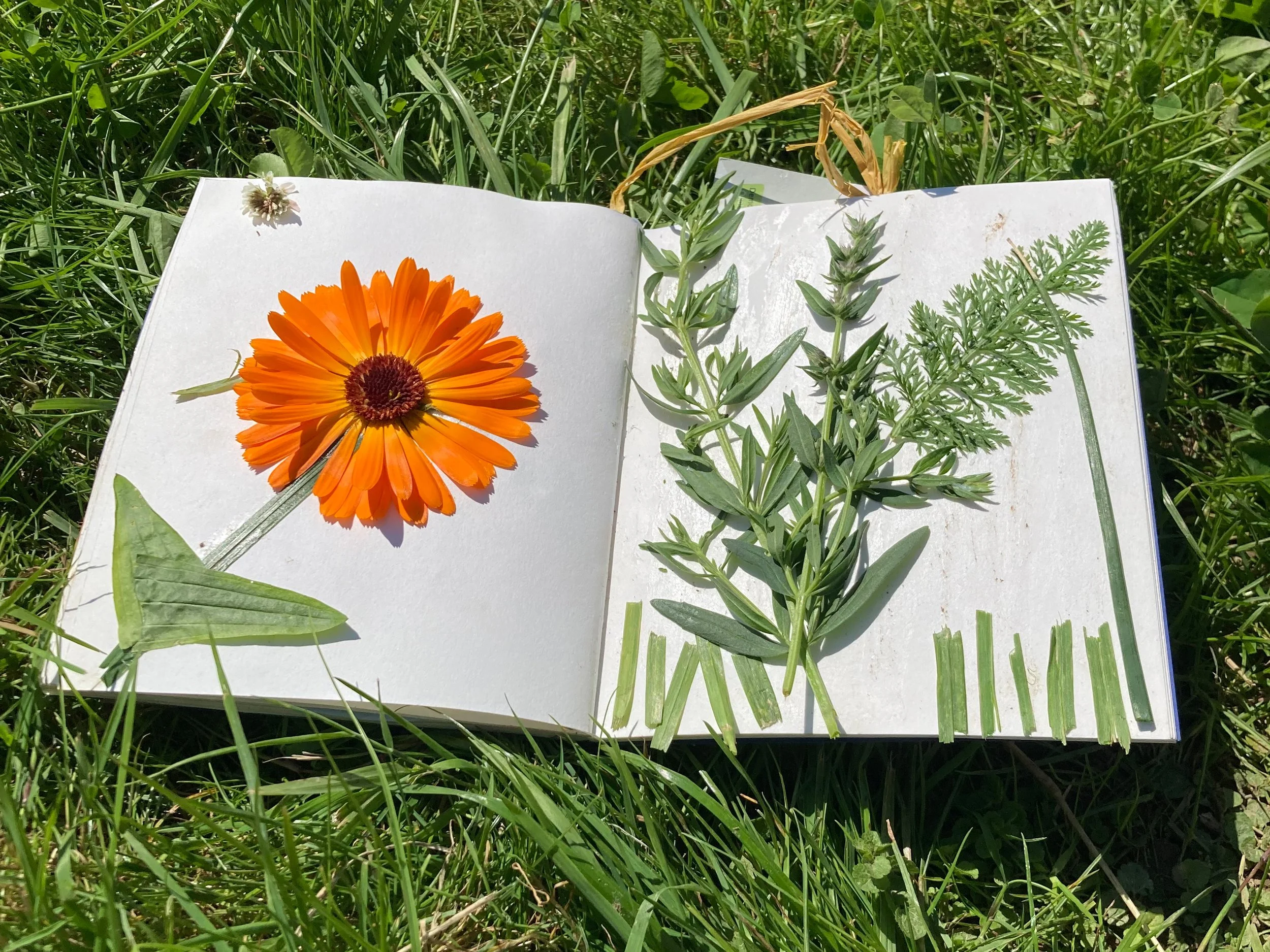 Bildungswochen „Öko-Landwirtschaft erleben und begreifen“