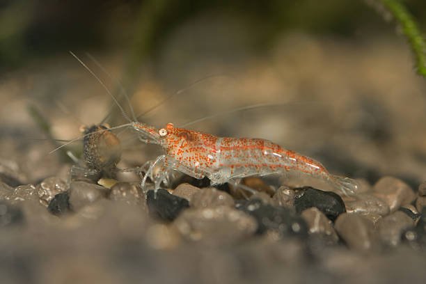 istockphoto-123362299-612x612.jpg