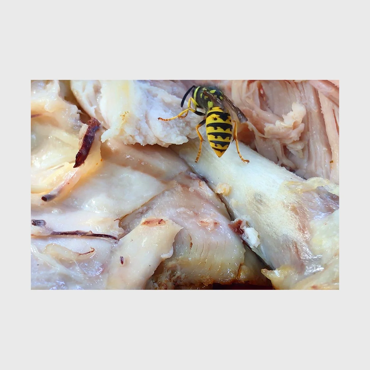 Feeding Life, 2024 
HD video with sound, 4:00 min. Edition 3