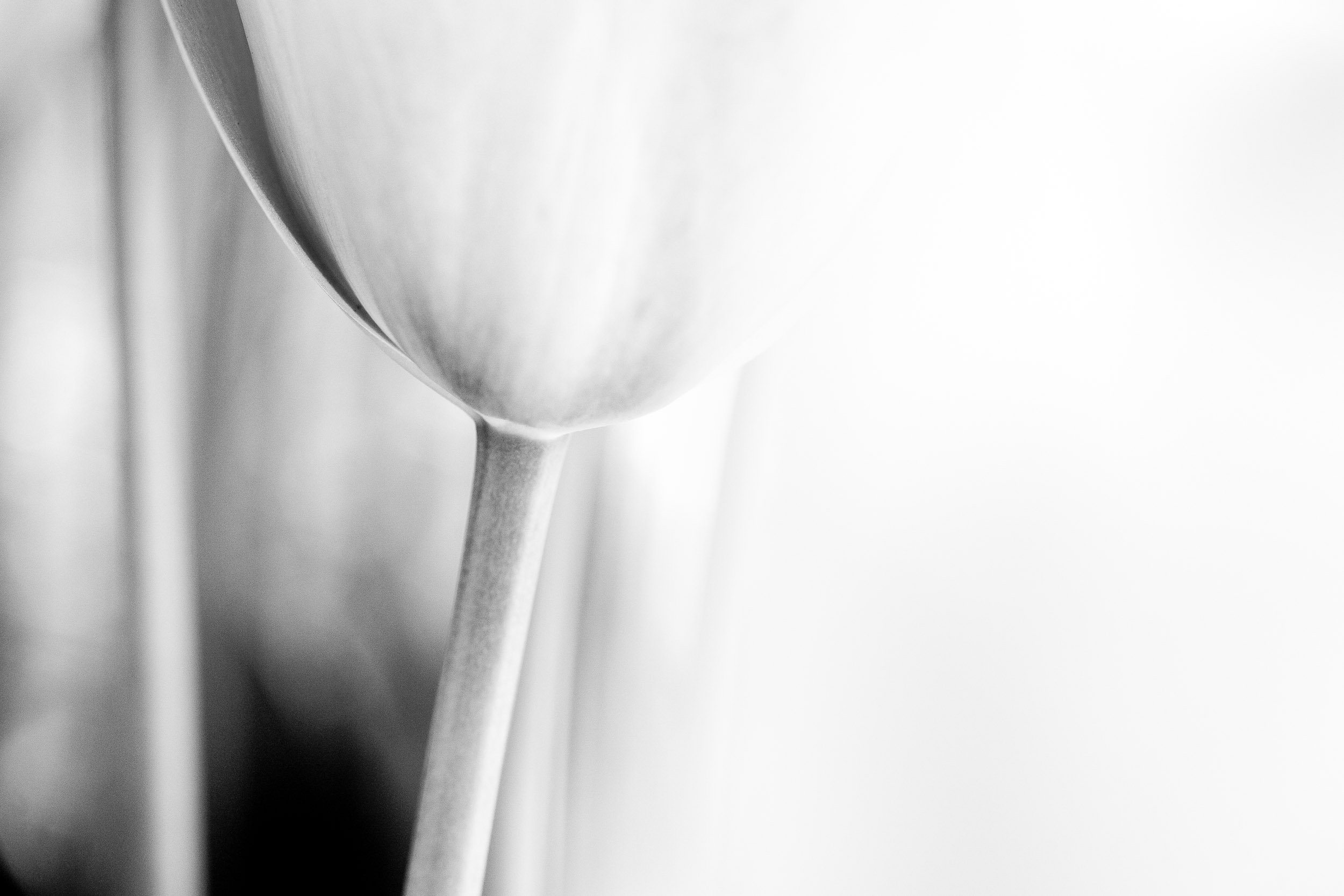 “Tulipa”