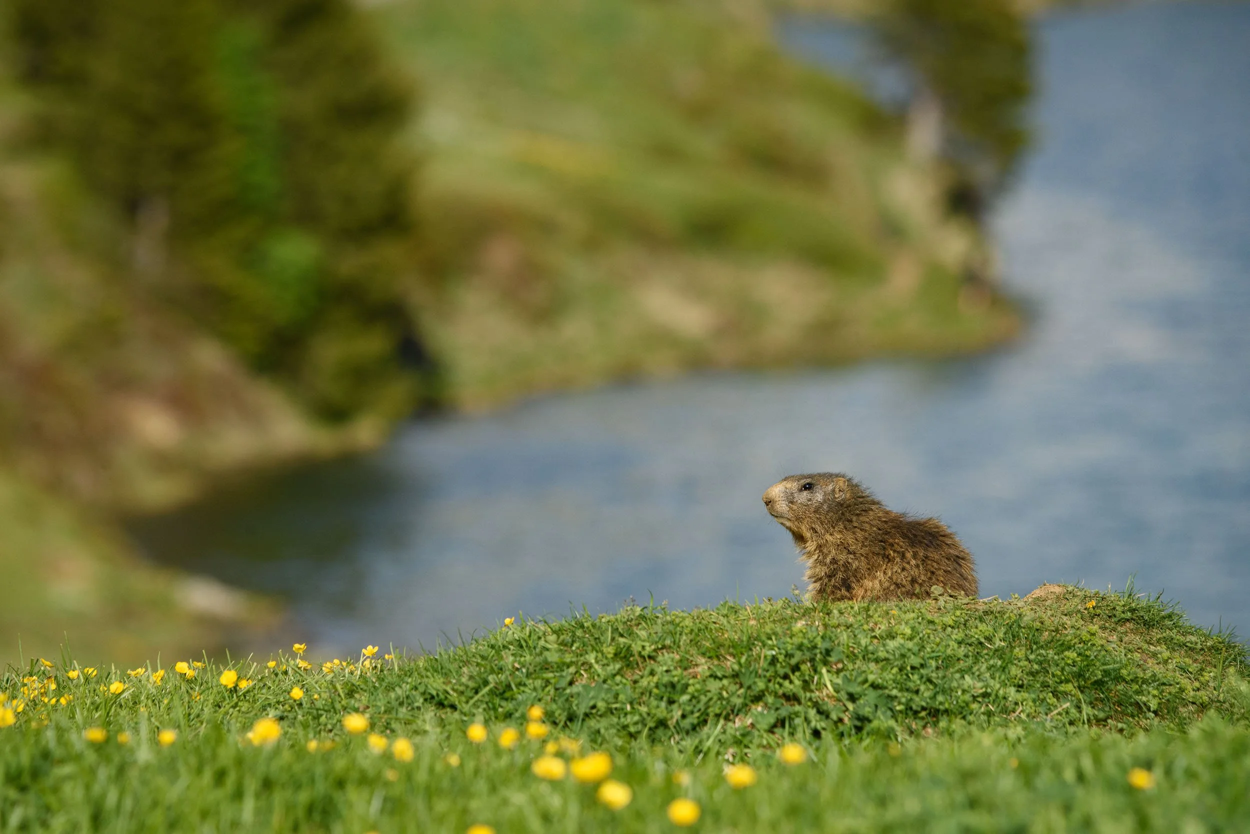 Marmottes-1.jpg