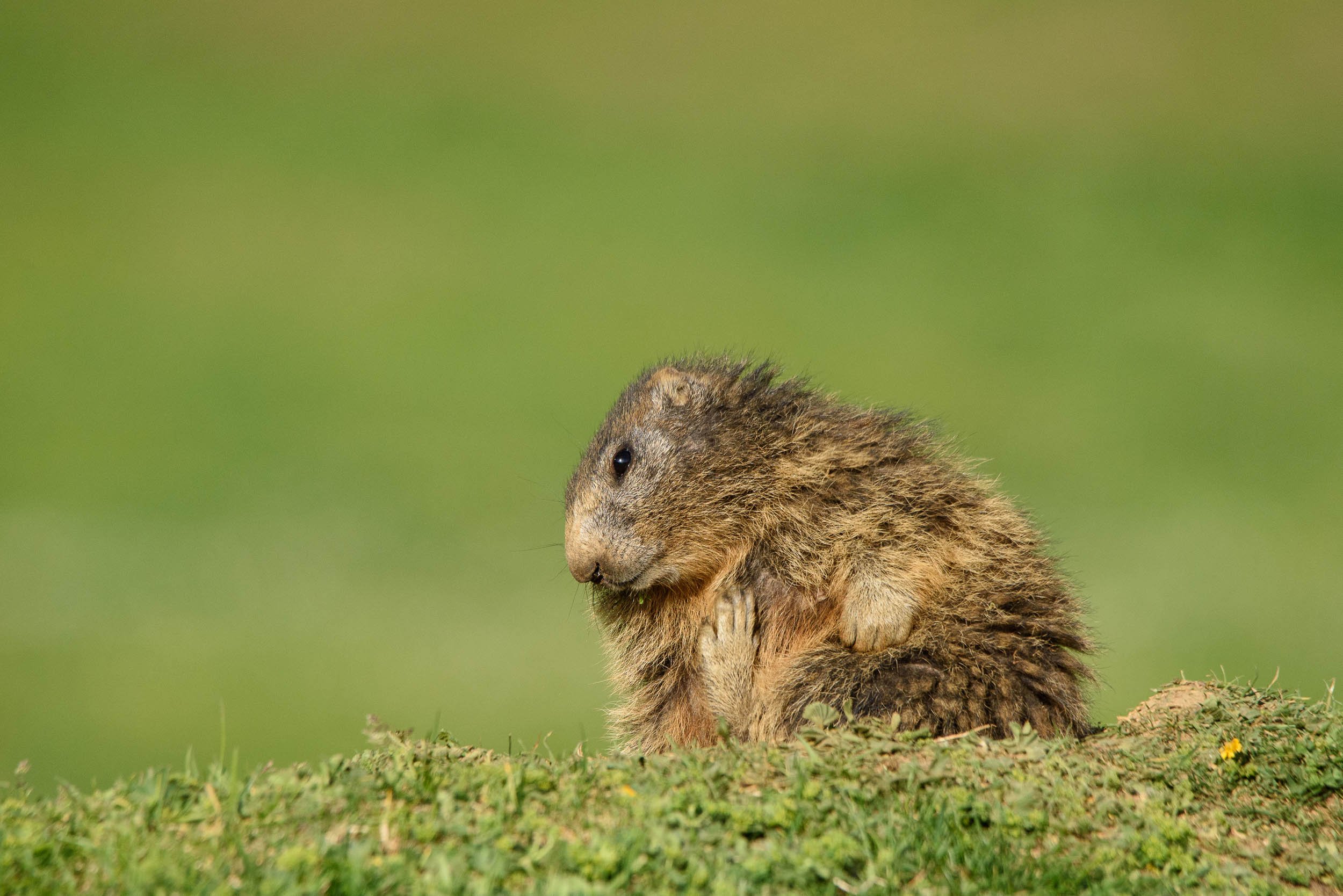 Marmottes-2.jpg