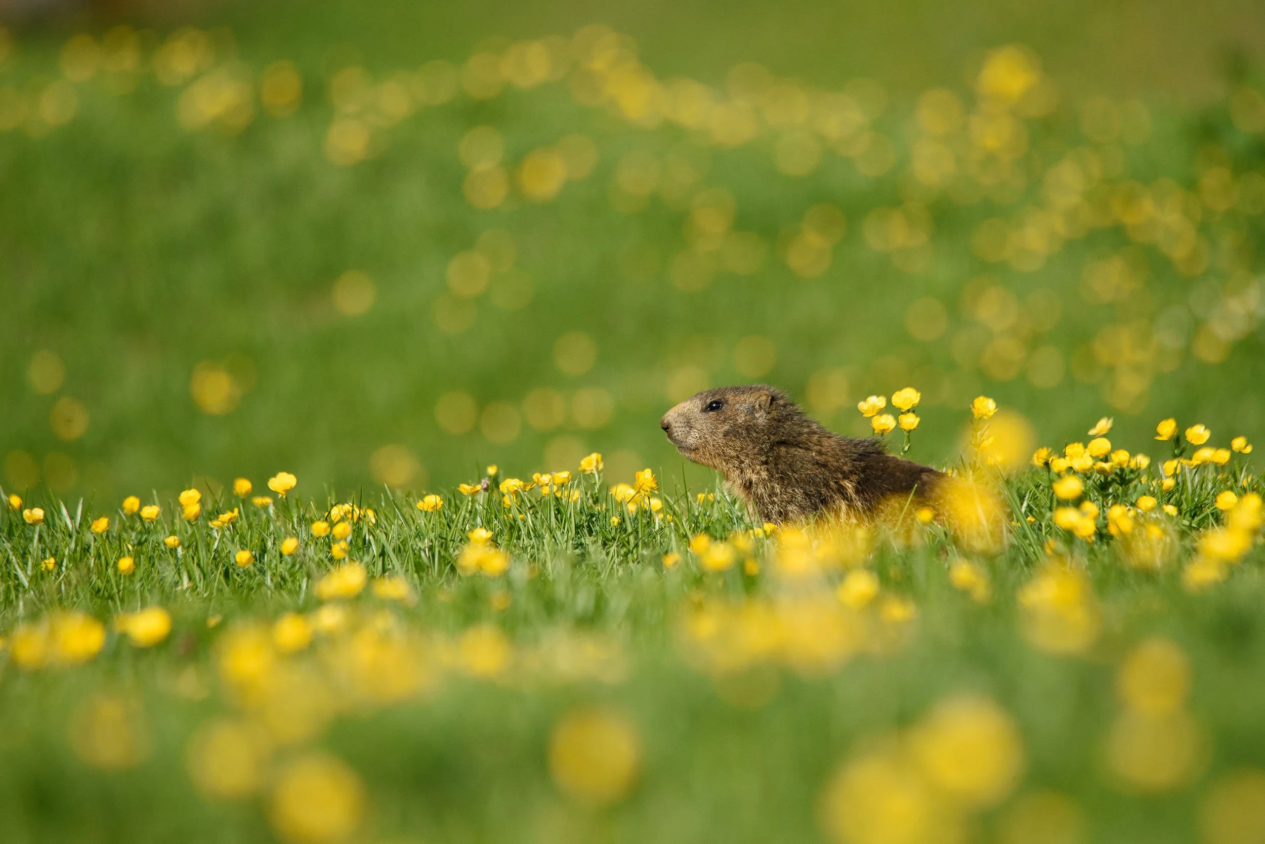 Marmottes-3.jpg