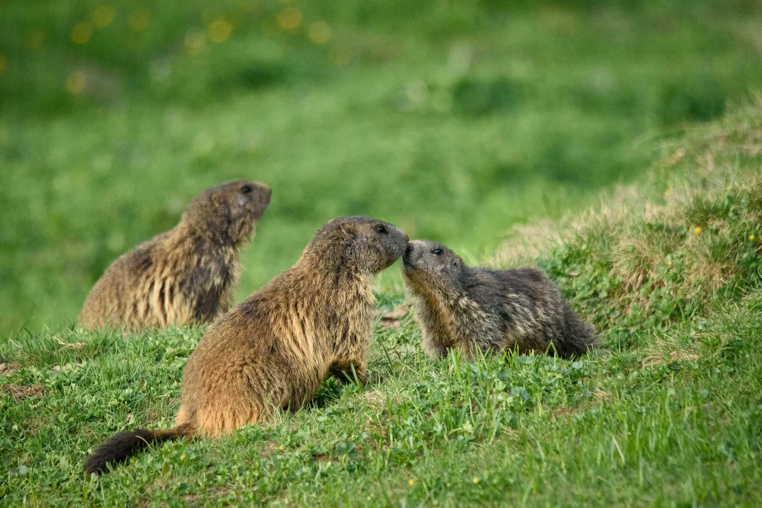 Marmottes-4.jpg