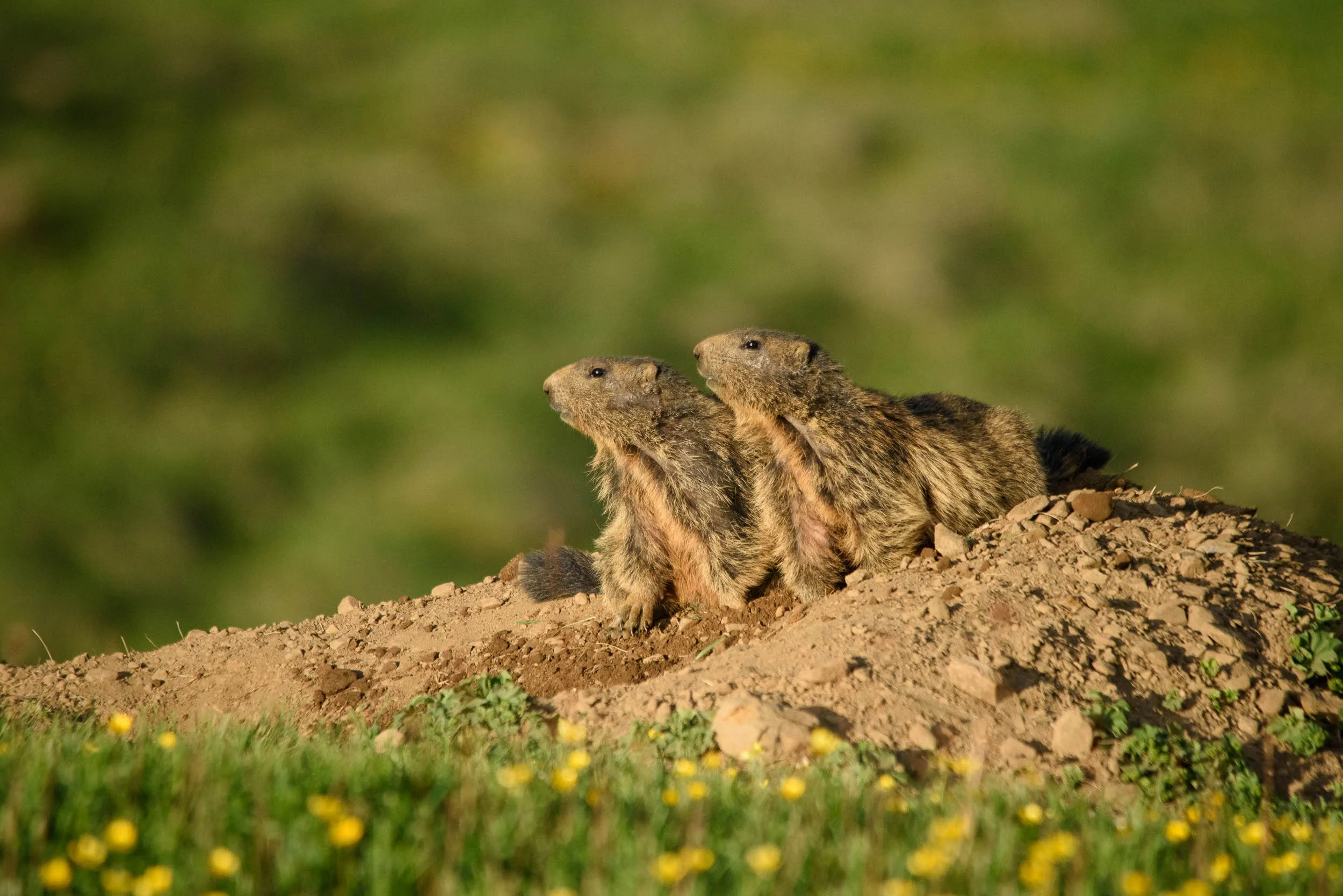 Marmottes-5.jpg