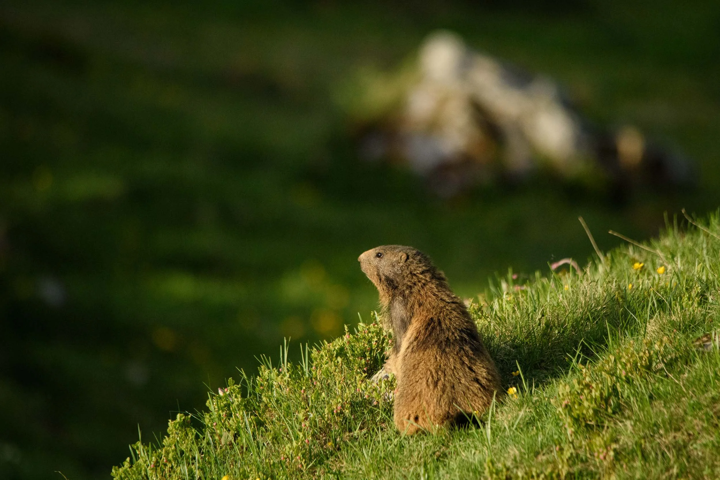Marmottes-6.jpg