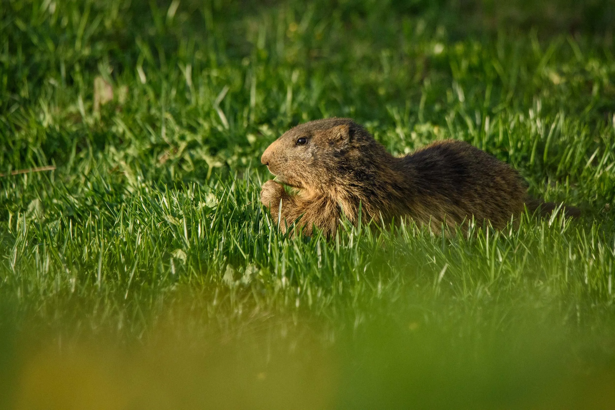 Marmottes-7.jpg