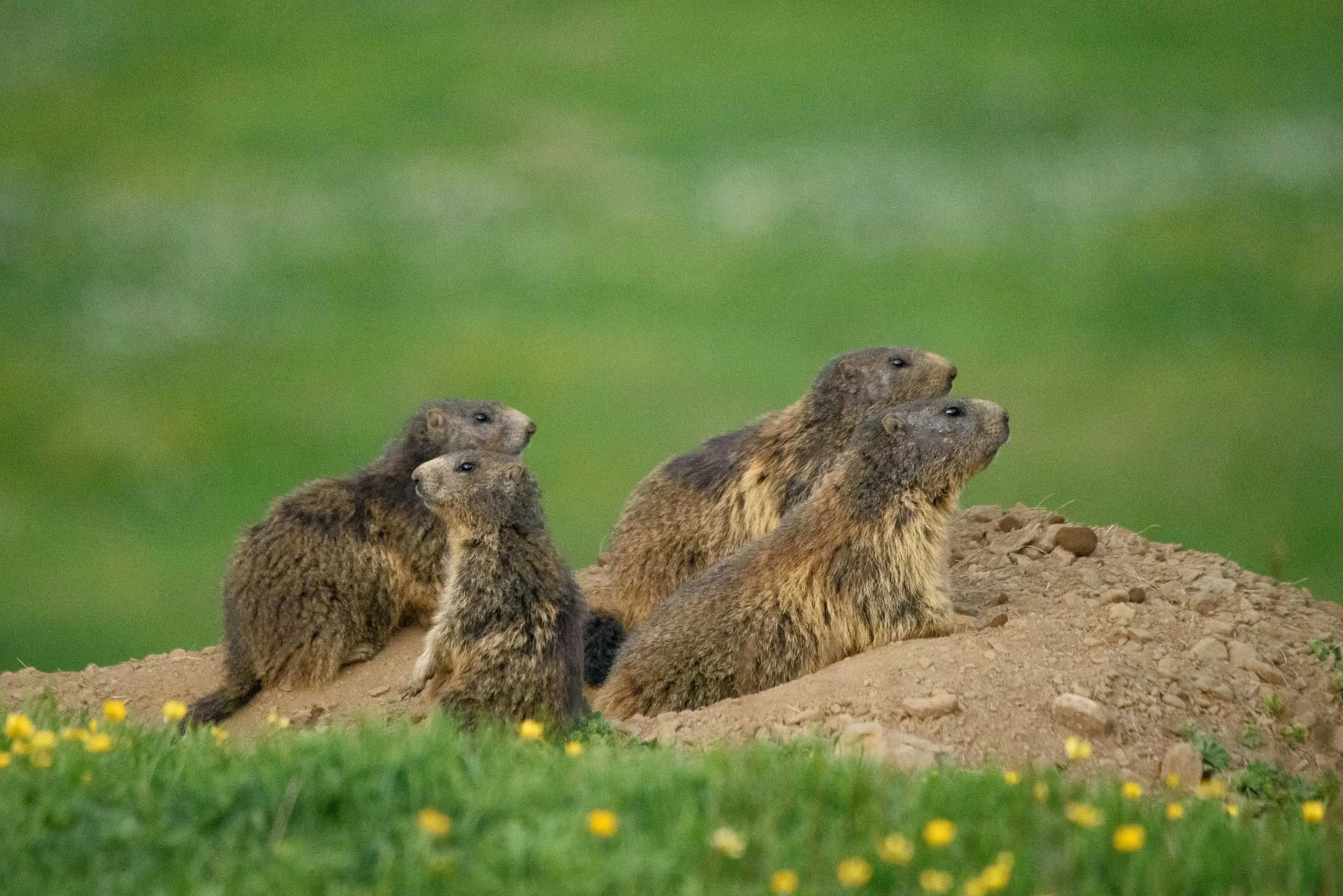 Marmottes-8.jpg