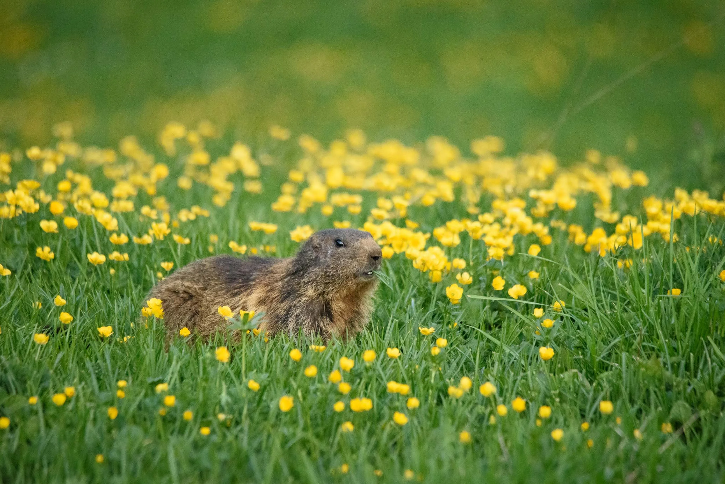 Marmottes-9.jpg