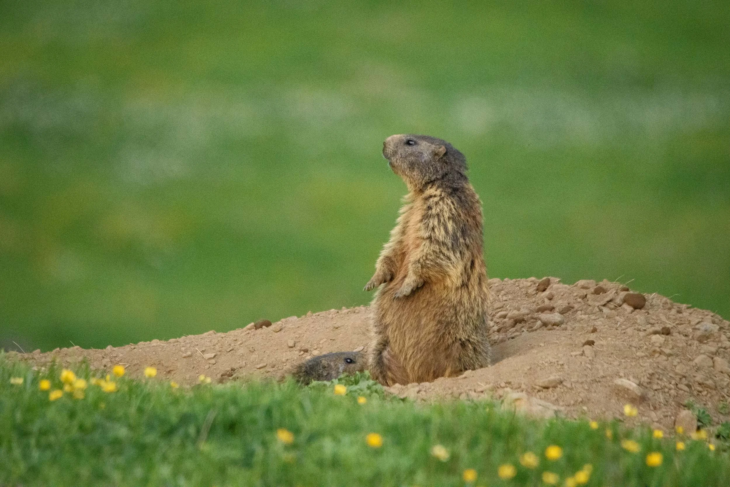 Marmottes-10.jpg