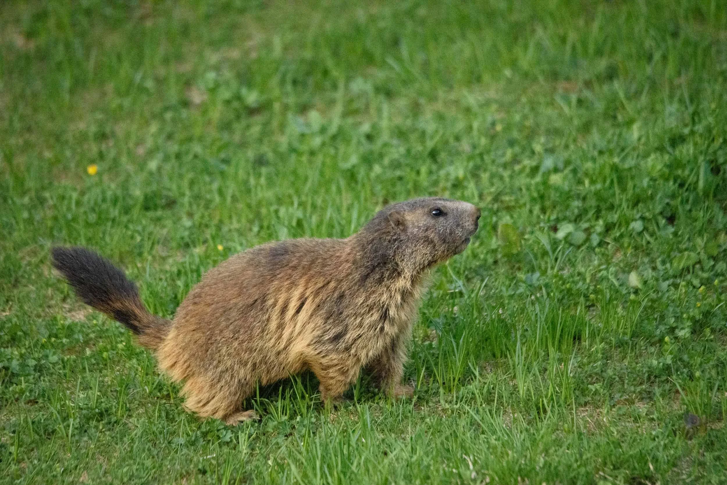 Marmottes-11.jpg