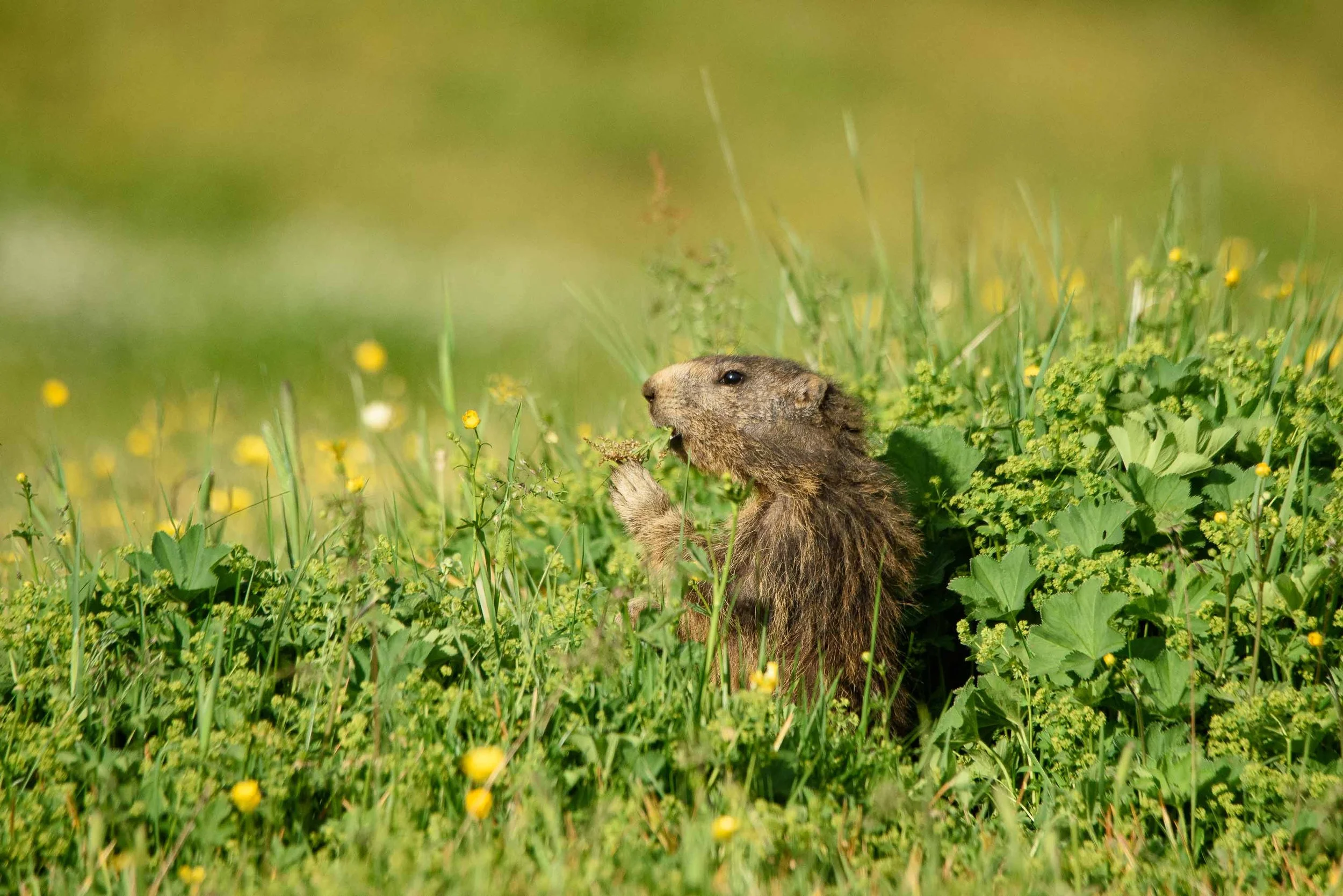 Marmottes-1.jpg