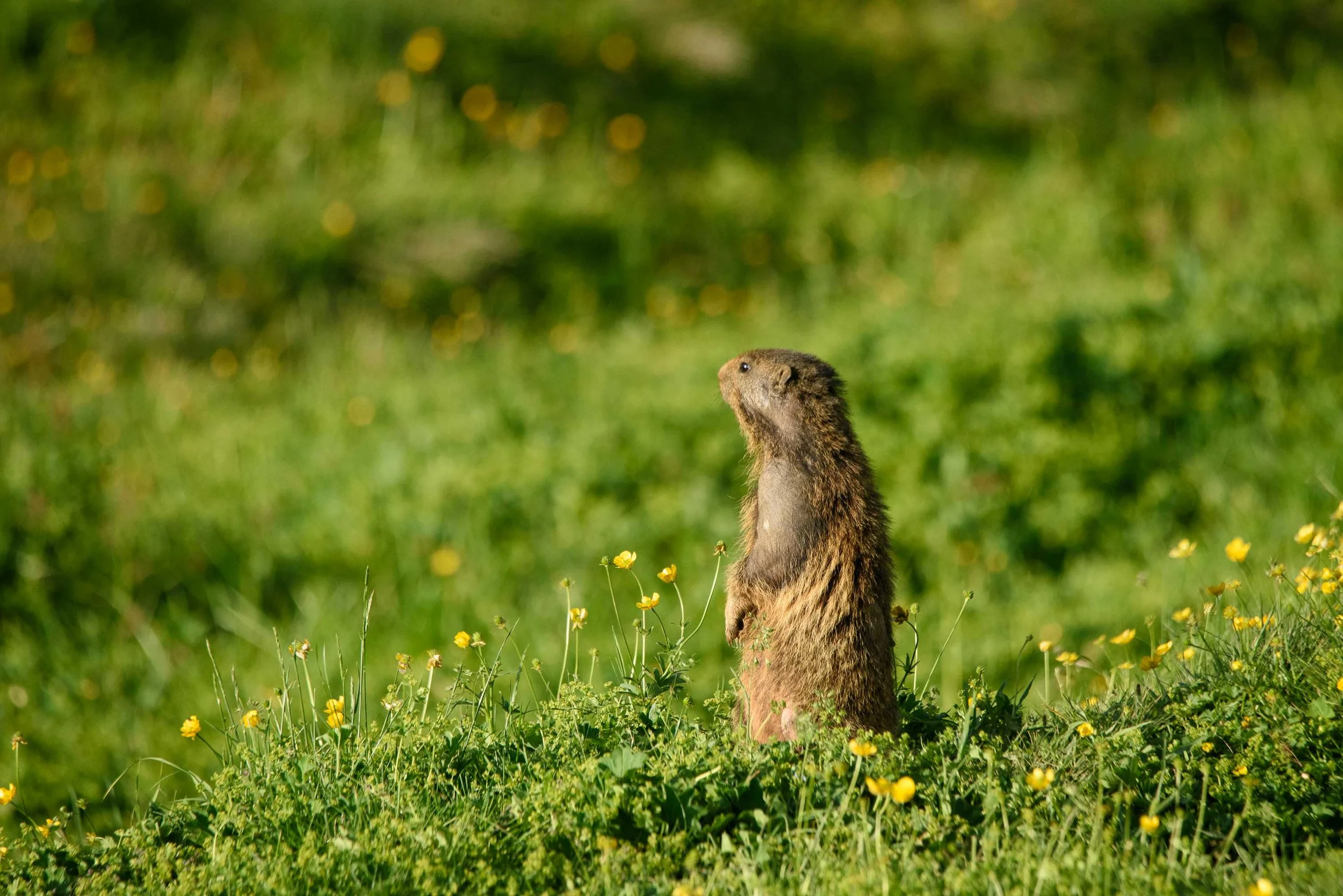 Marmottes-2.jpg