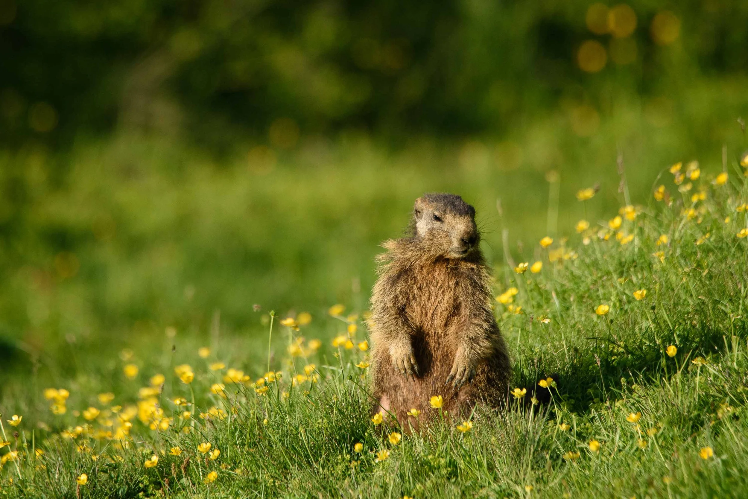 Marmottes-3.jpg