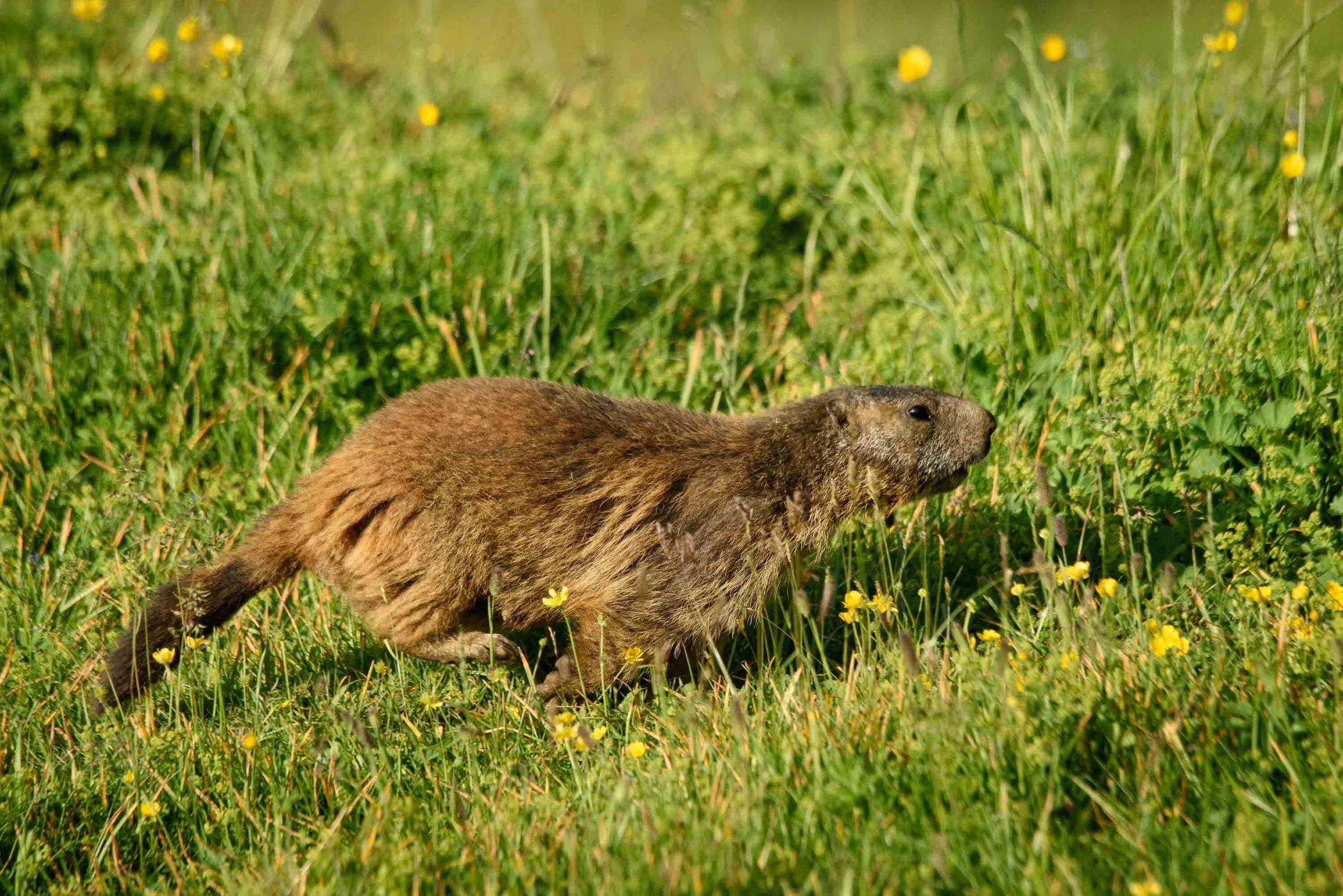 Marmottes-4.jpg