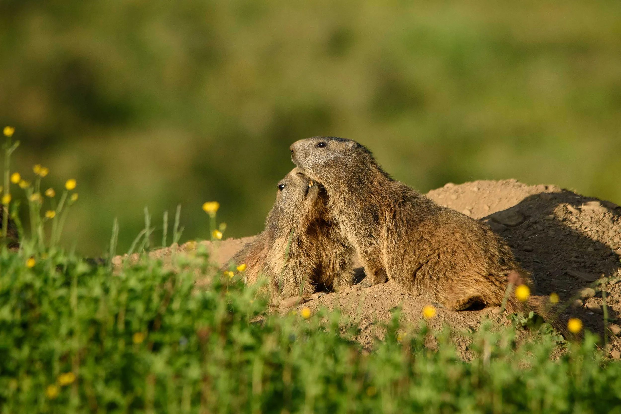 Marmottes-5.jpg
