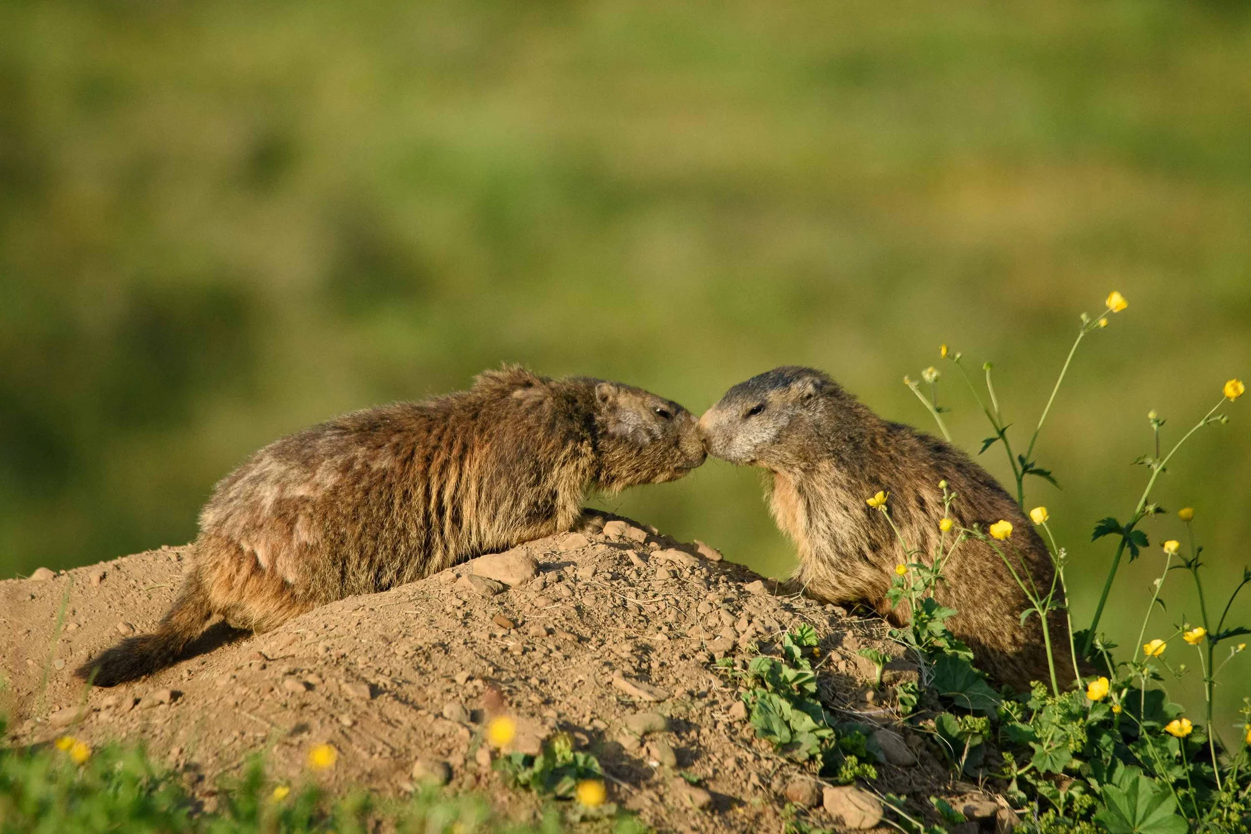 Marmottes-8.jpg