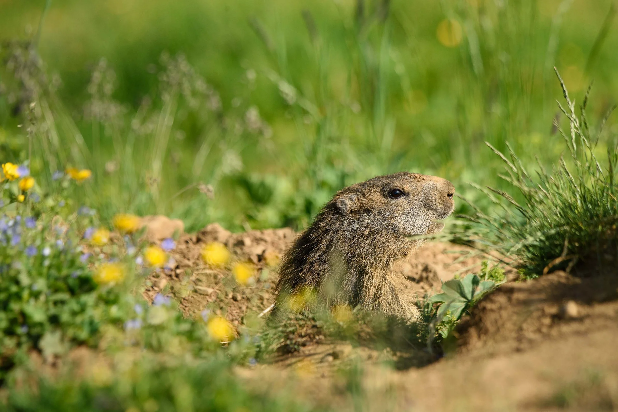 Marmottes-11.jpg