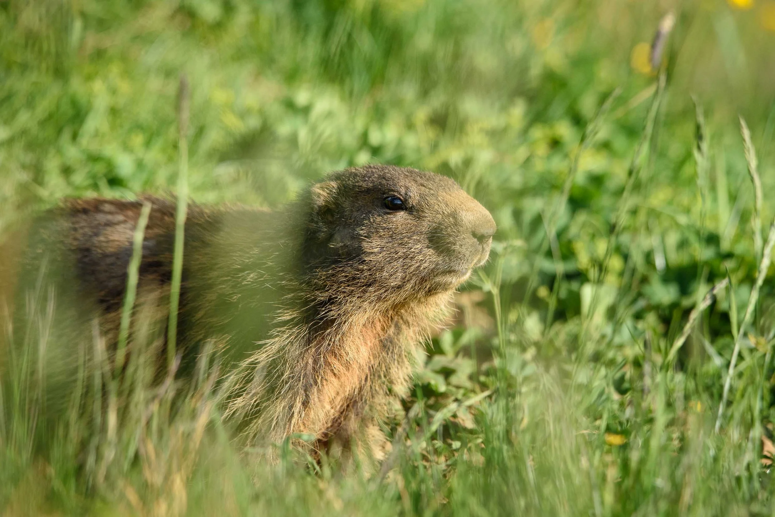 Marmottes-12.jpg