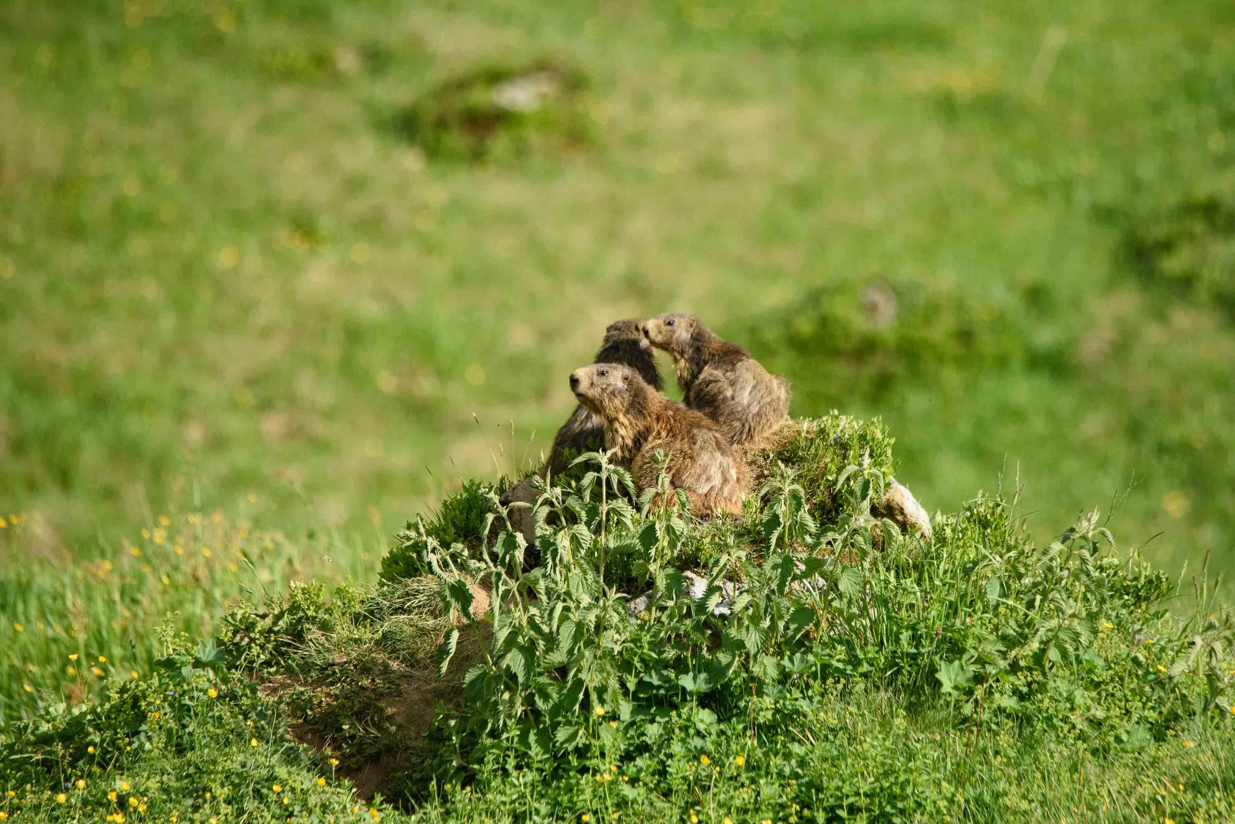 Marmottes-13.jpg