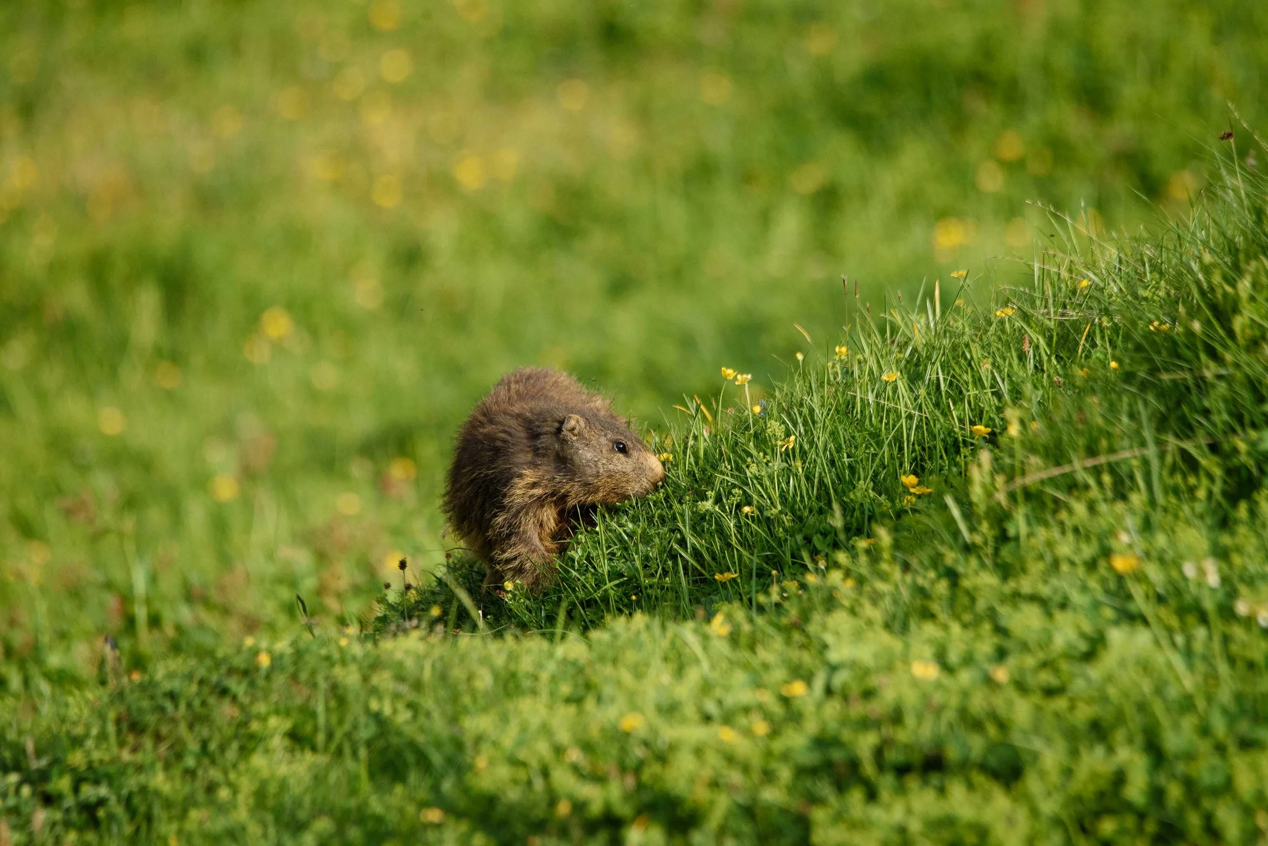 Marmottes-14.jpg