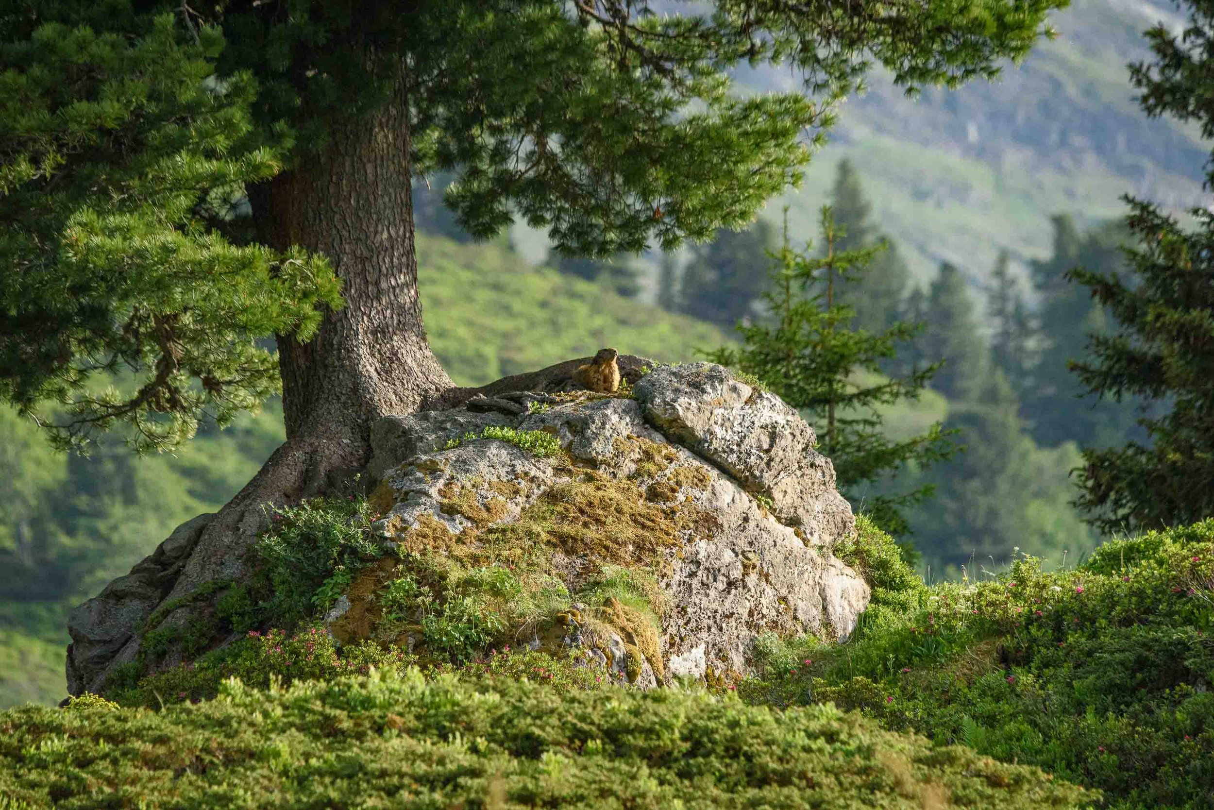 Marmottes-15.jpg