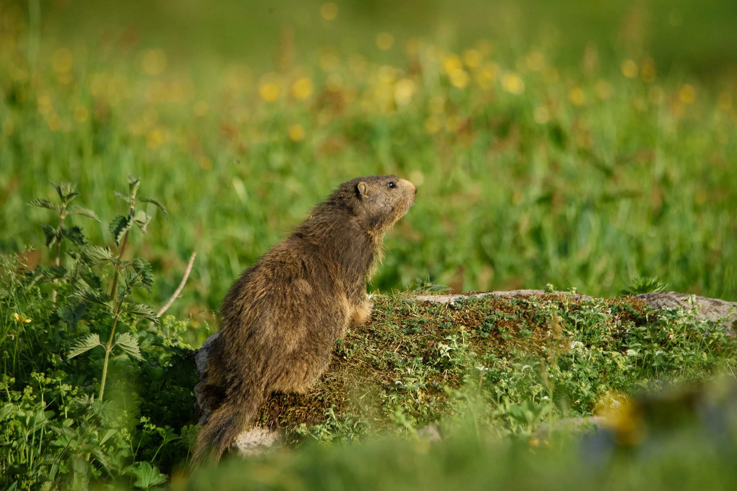 Marmottes-16.jpg