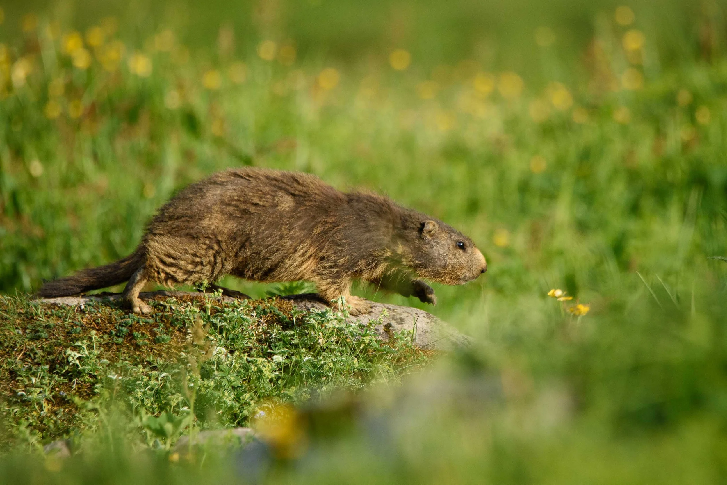 Marmottes-17.jpg