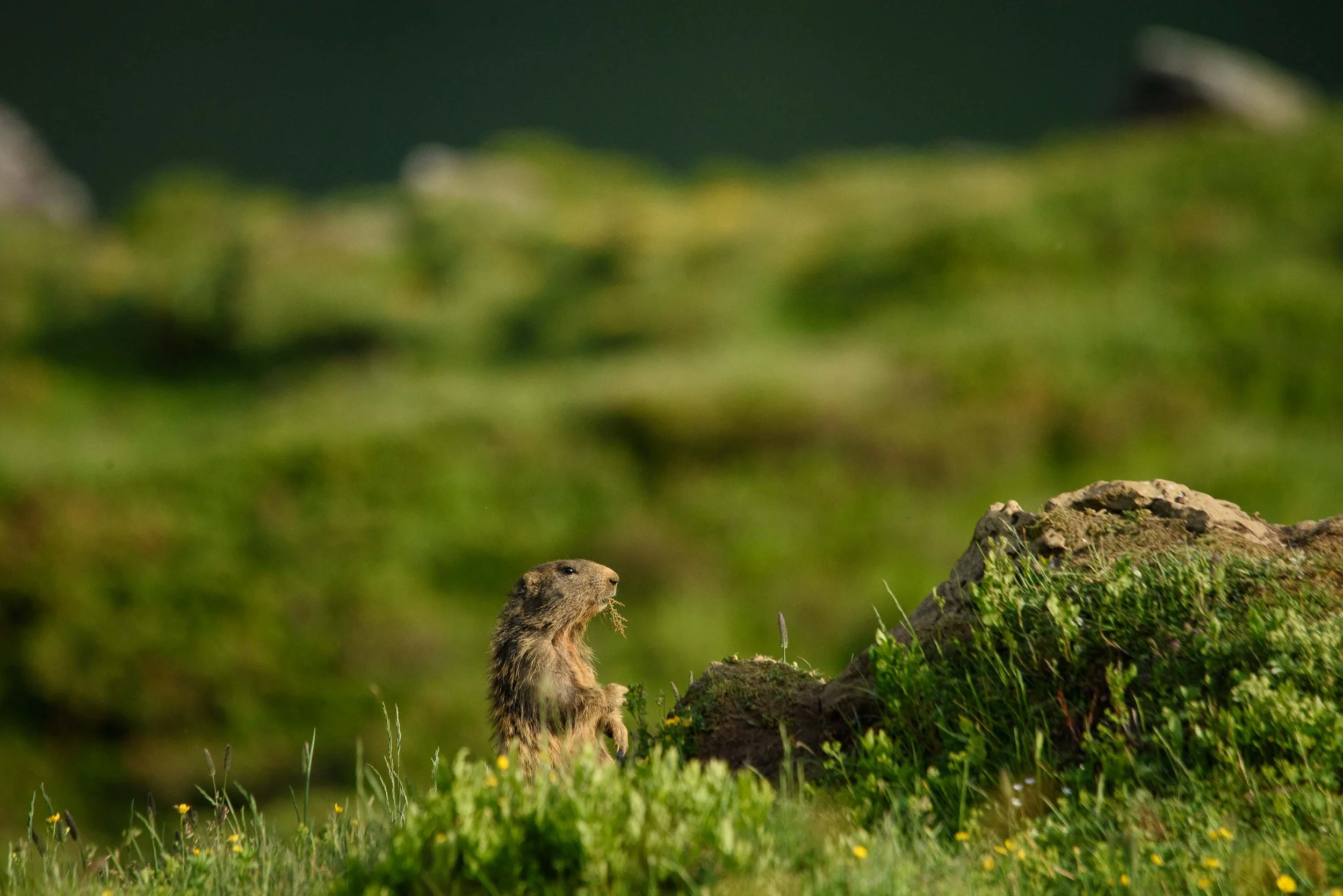 Marmottes-18.jpg